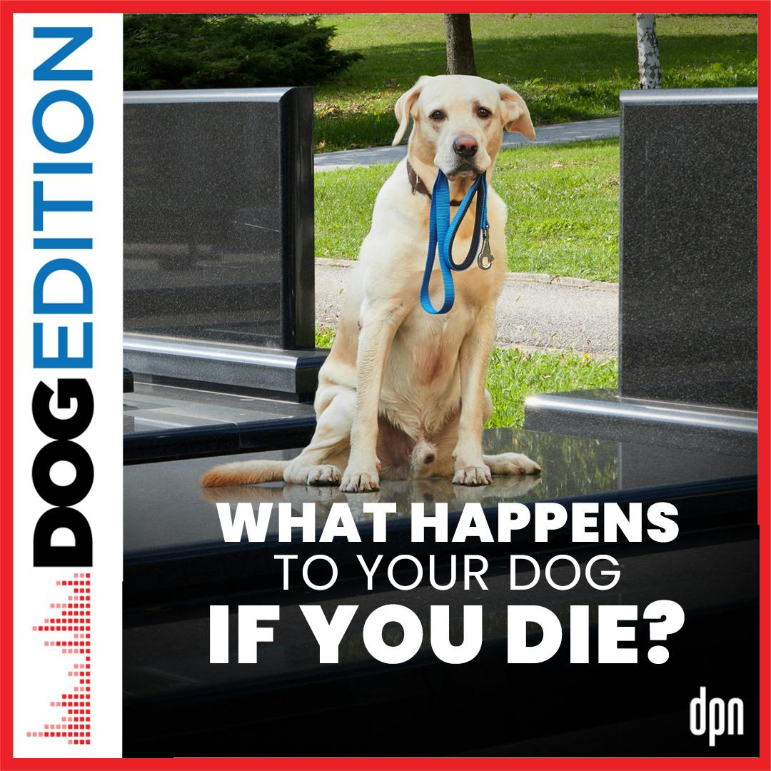 What Happens To My Dog If I Die? | Dog Edition #41