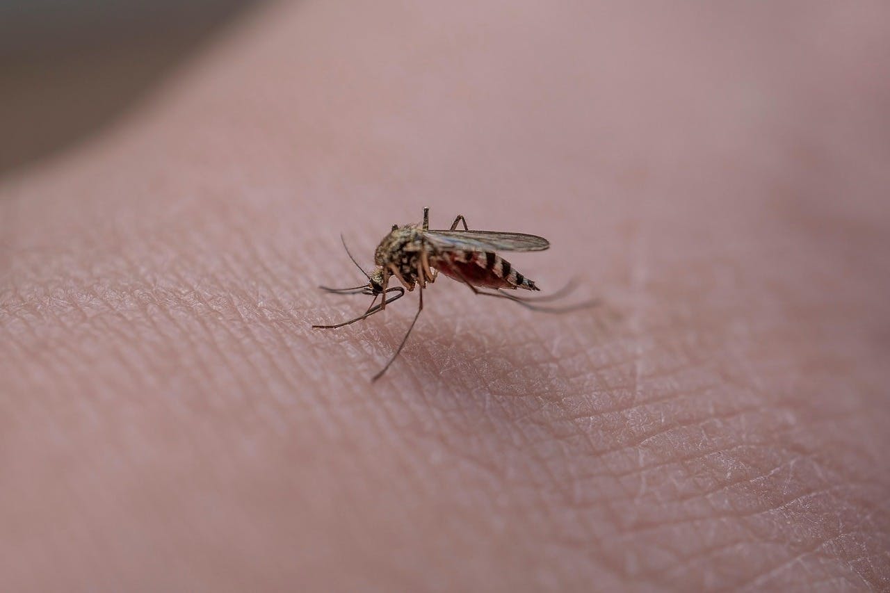 Brasileiro que 'fabrica' mosquito para combater Aedes aegypti entra na lista dos cientistas mais influentes da Nature Brasileiro que 'fabrica' mosquito para combater Aedes aegypti entra na lista dos cientistas mais influentes da Nature