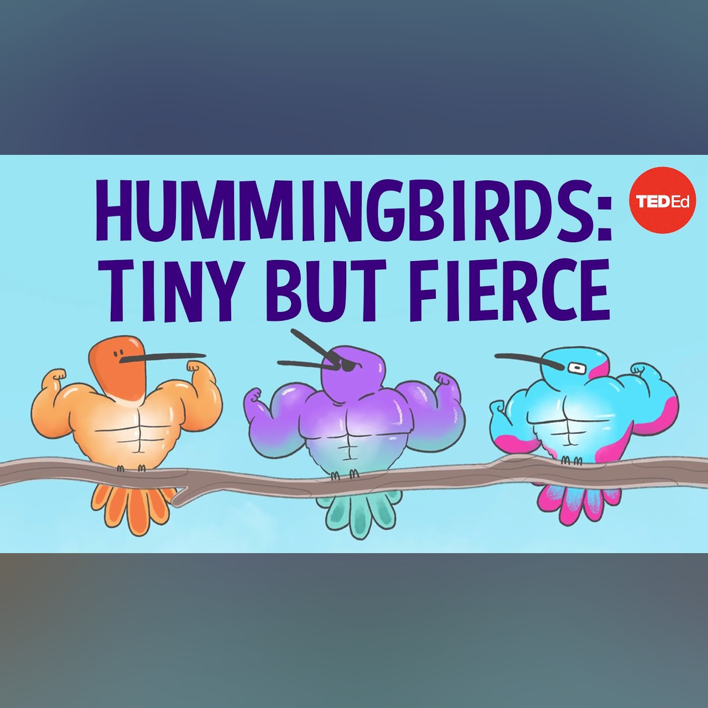 The surprising secrets of hummingbird flight - Kristiina J. Hurme and Alejandro Rico-Guevara