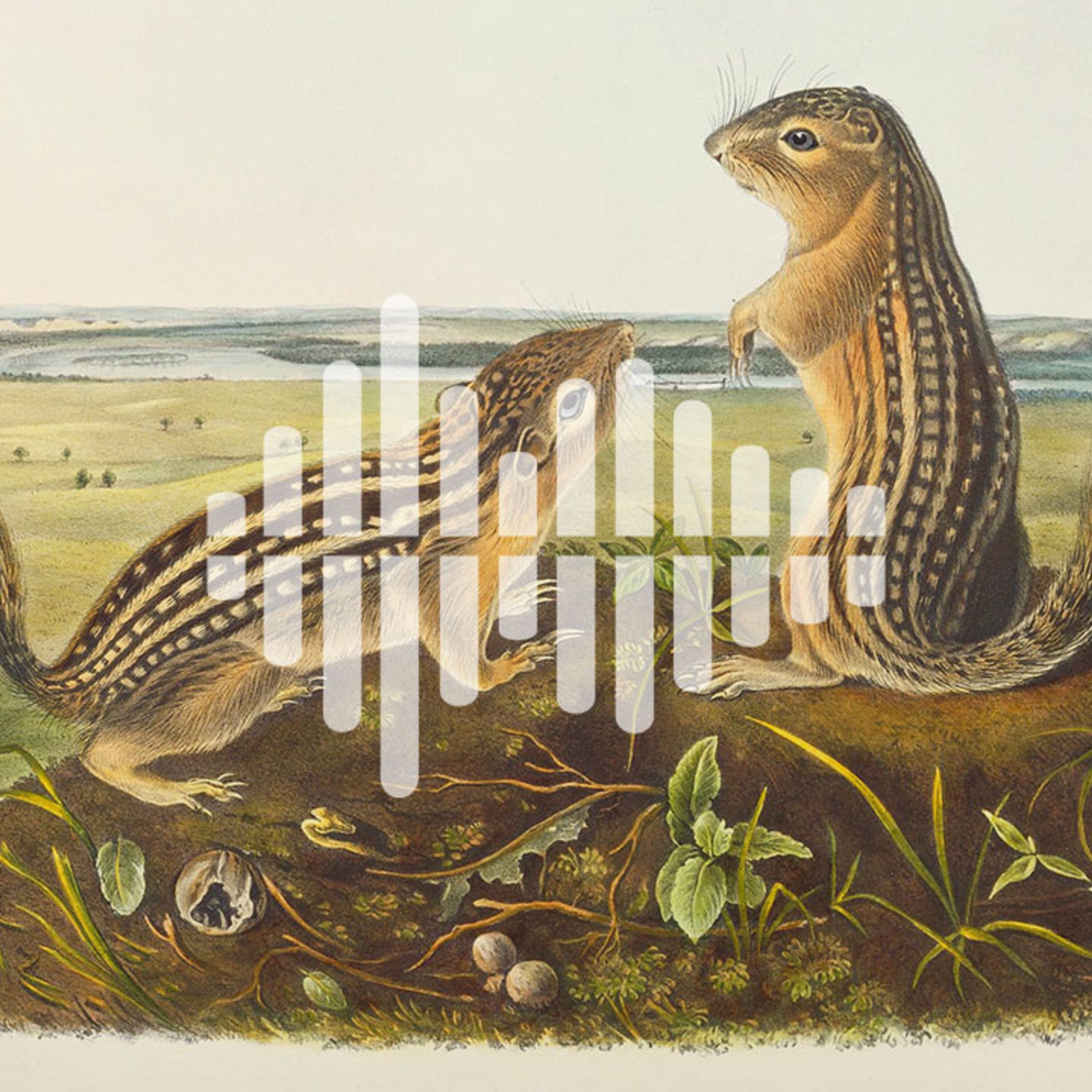 Fecal transplants in pill form, and gut bacteria that nourish hibernating squirrels