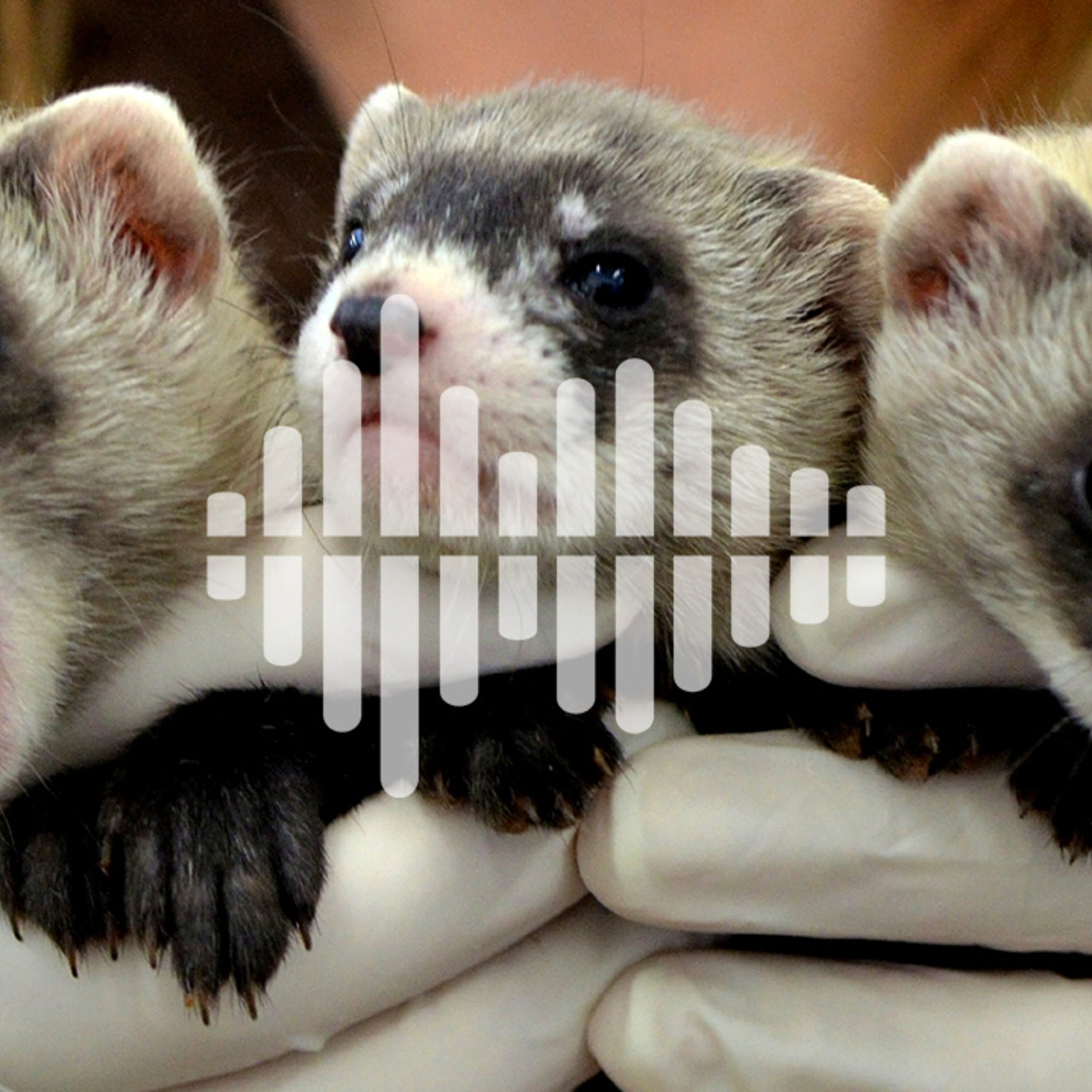 Cloning for conservation, and divining dynamos on super-Earths