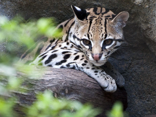 Alluring Ocelots