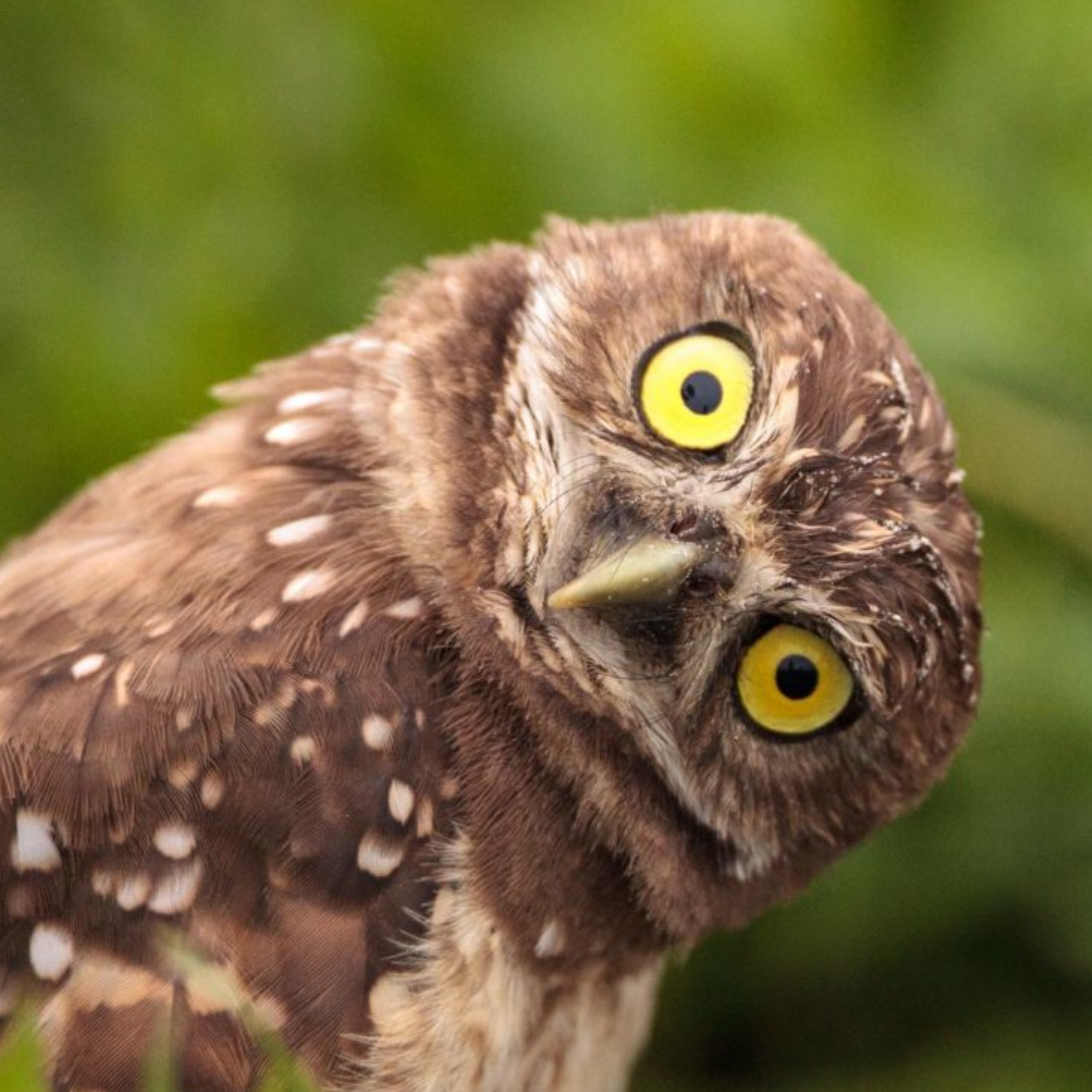 State of the show: Summer break, Adam's brilliant idea, good news for birds, MBAs, Amphetamines and more!