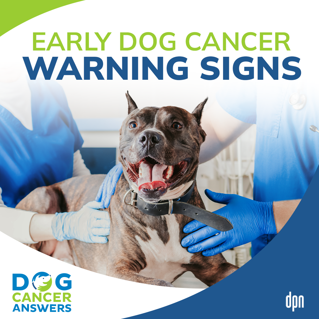 Early Dog Cancer Warning Signs | Dr. David Vail #194