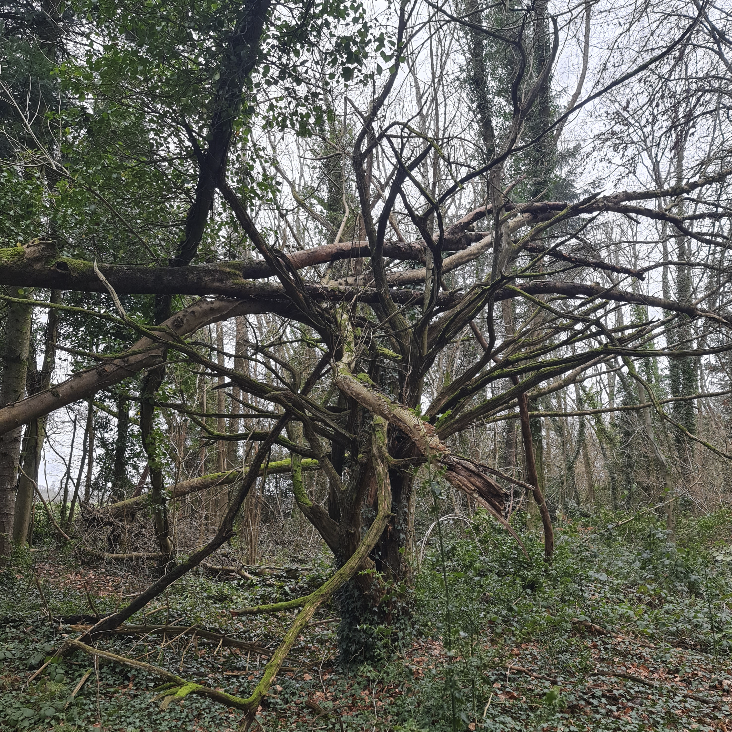 Sound Escape 262. Be soothed by gentle rain and birdsong