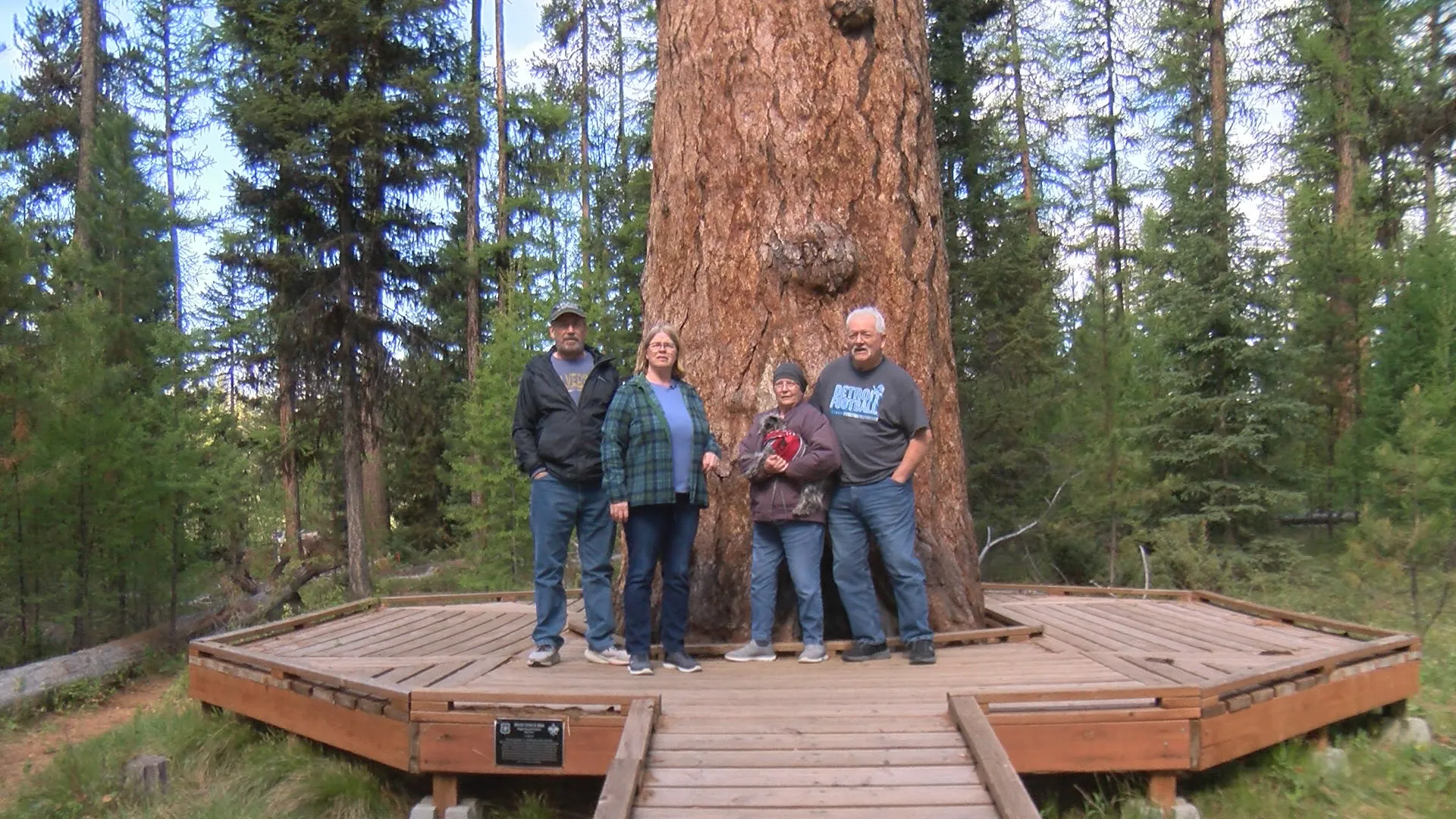 Best of Montana Moment: Seeley Lake's 1,000-year-old Gus is world's largest Western Larch episode artwork