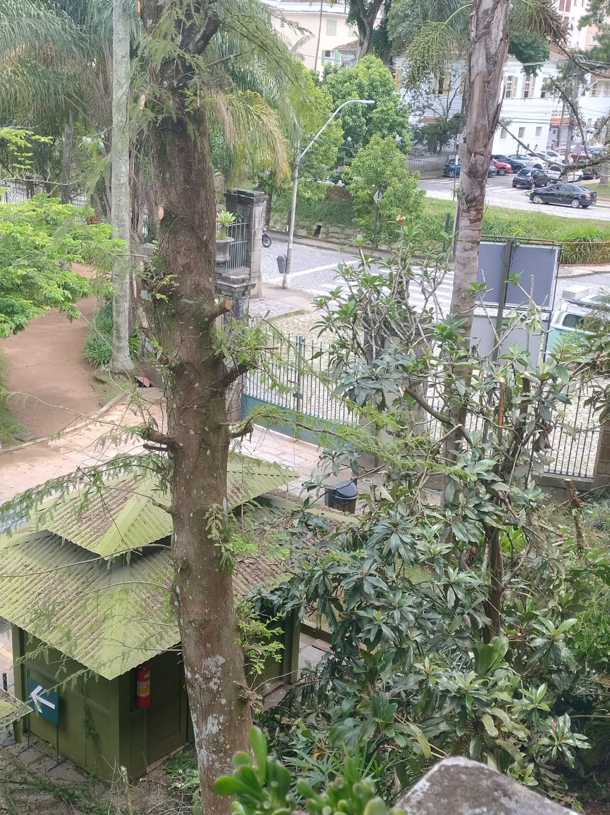 Corte irregular causa danos em árvores do Museu Imperial, em Petrópolis (RJ)