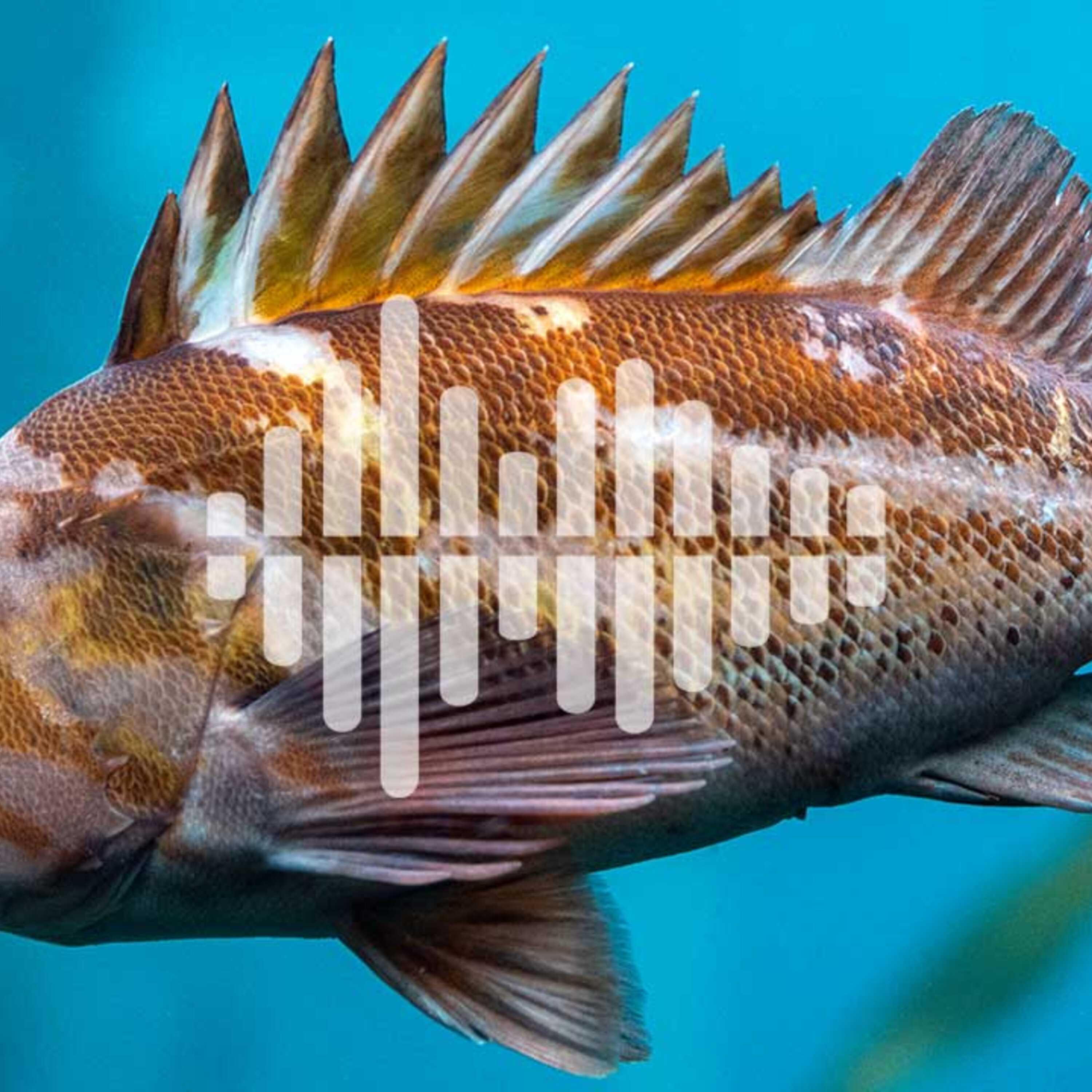 The long road to launching the James Webb Space Telescope, and genes for a longer life span