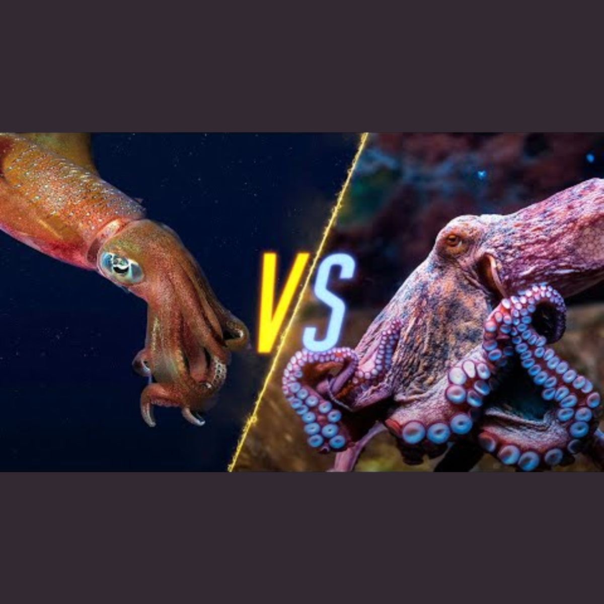 Squid vs Octopus episode artwork