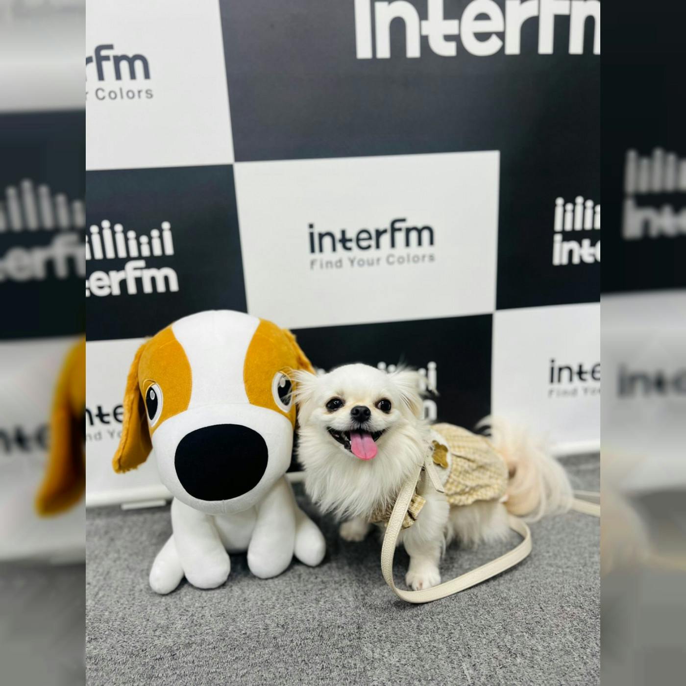 荒井桃子さん @momoviolin (vl.)🎻&愛犬たち。 荒井桃子さん @momoviolin (vl.)🎻&愛犬たち。