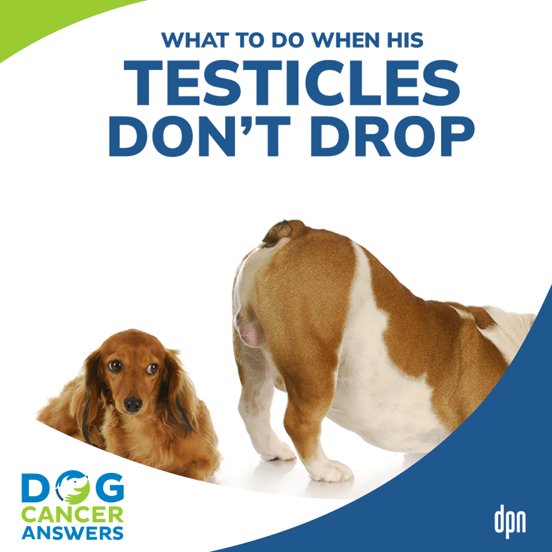 Dog Testicles Not Dropping Plus Spay/Neuter Advice | Dr. Trina Hazzah #118