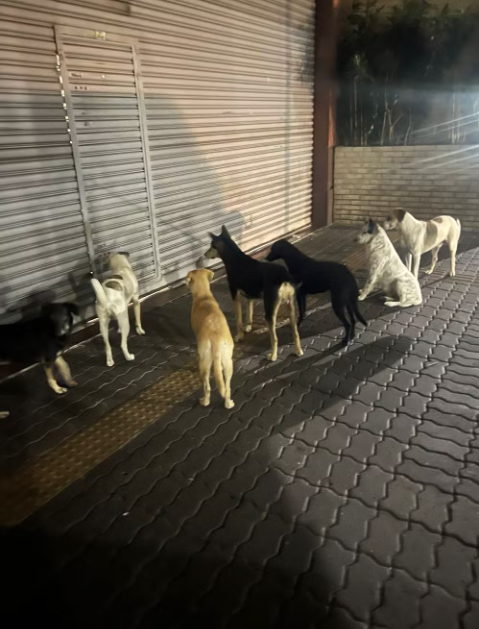 Polícia tenta identificar homem que abandonou sete cães na entrada do Madureira Shopping episode artwork