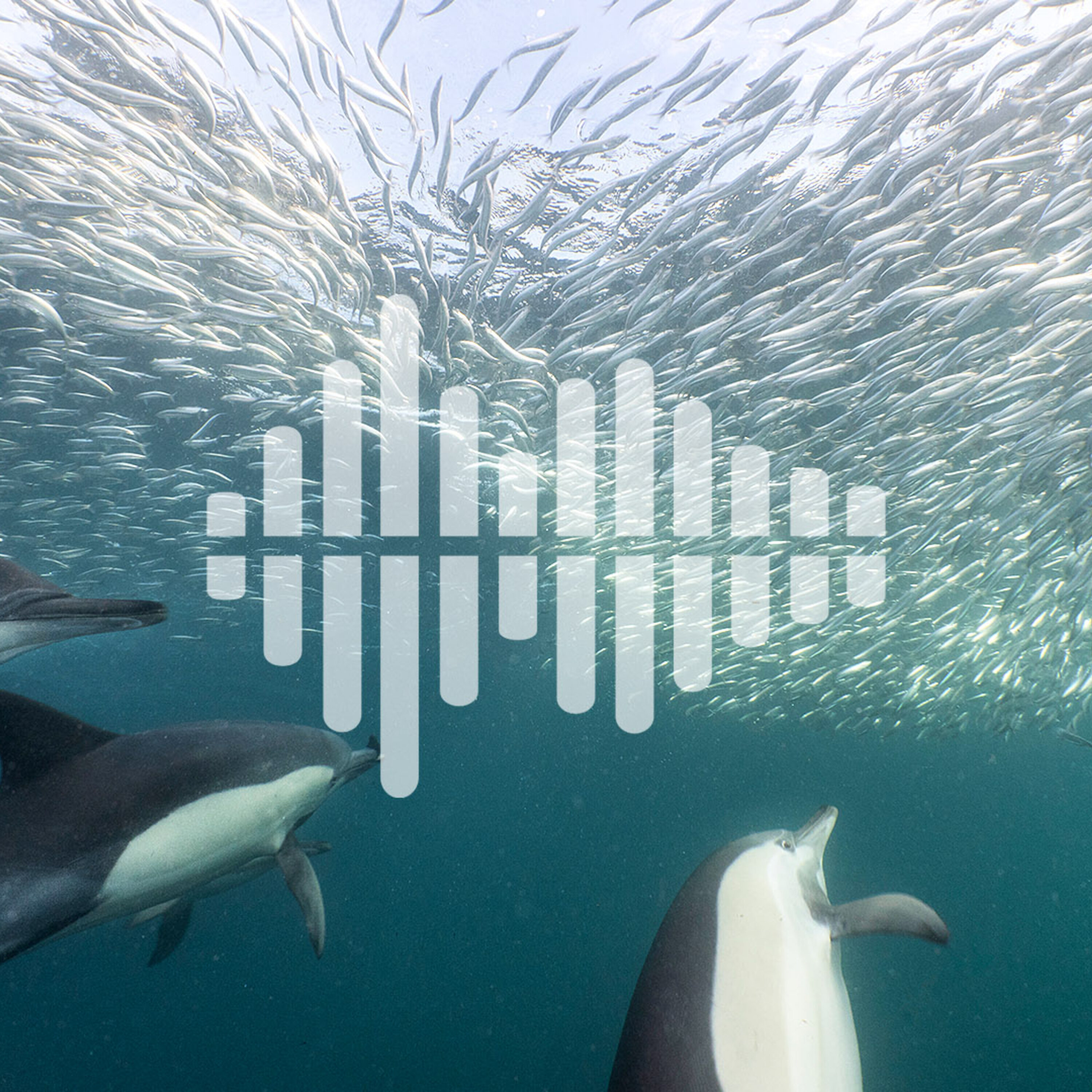 Potty training cows, and sardines swimming into an ecological trap