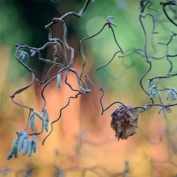 The wildlife wonders of hazel, the science of winter wellbeing and hot crops from Wisley The wildlife wonders of hazel, the science of winter wellbeing and hot crops from Wisley