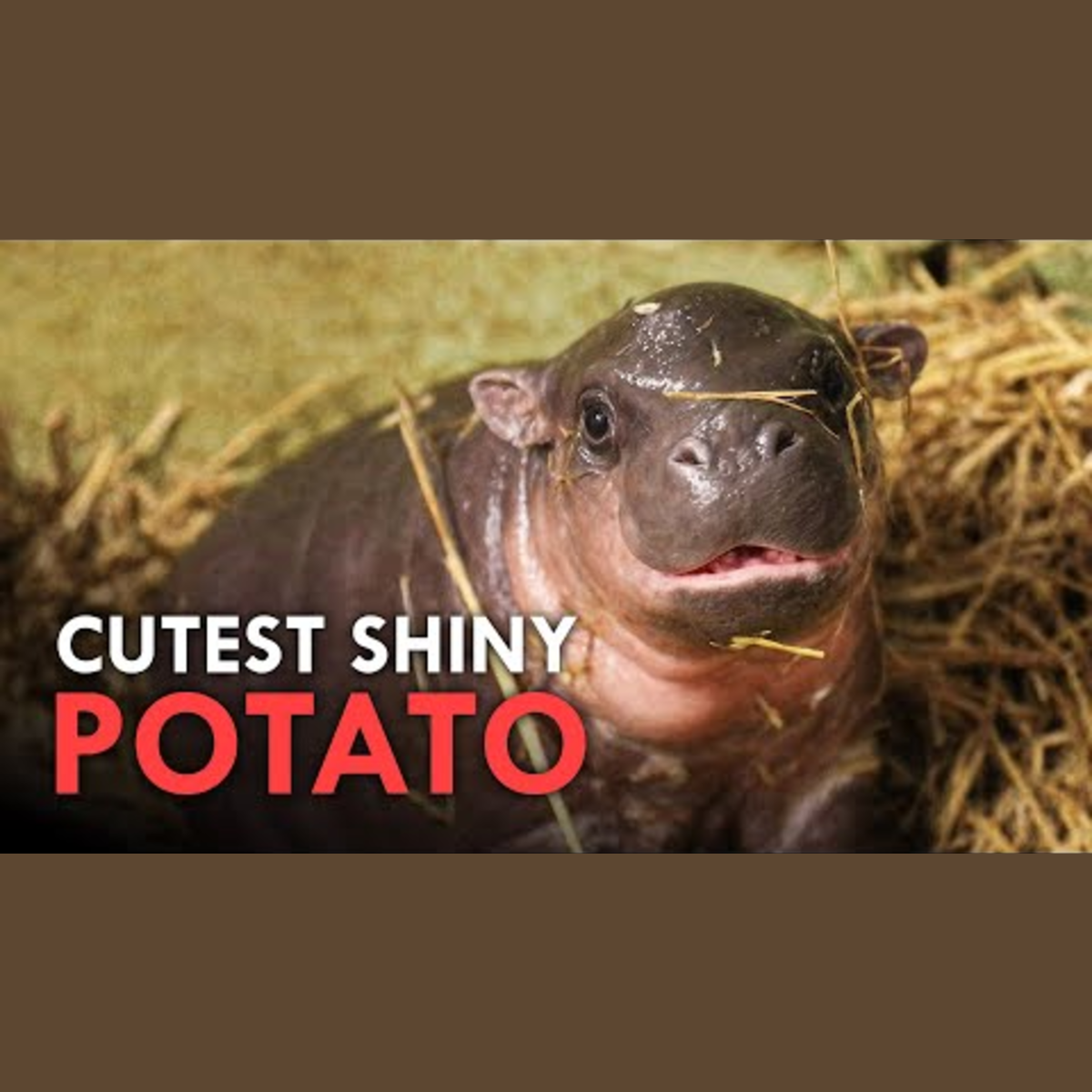 Ridiculously Cute Animals episode artwork