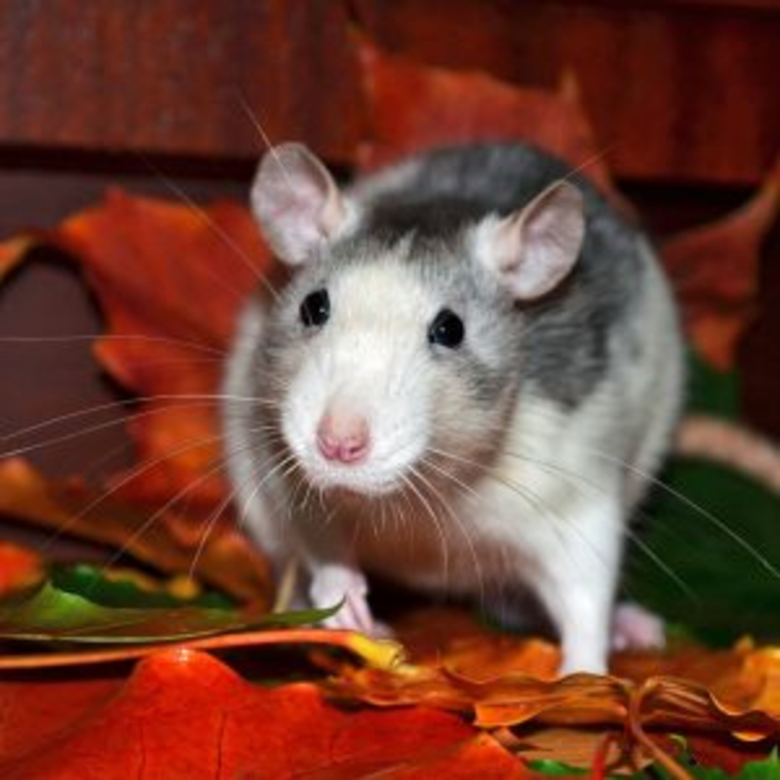 Tips for JBs pet rat episode artwork