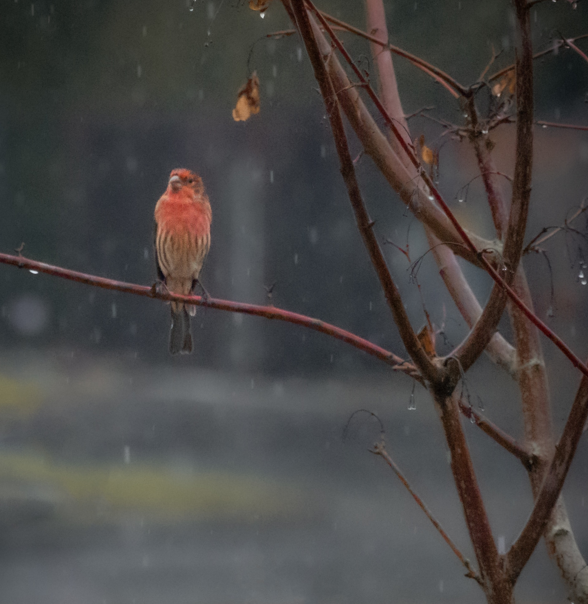 Gentle Rain & Distant Birds: 3-Hour Ambient Sounds for Blissful Sleepiness