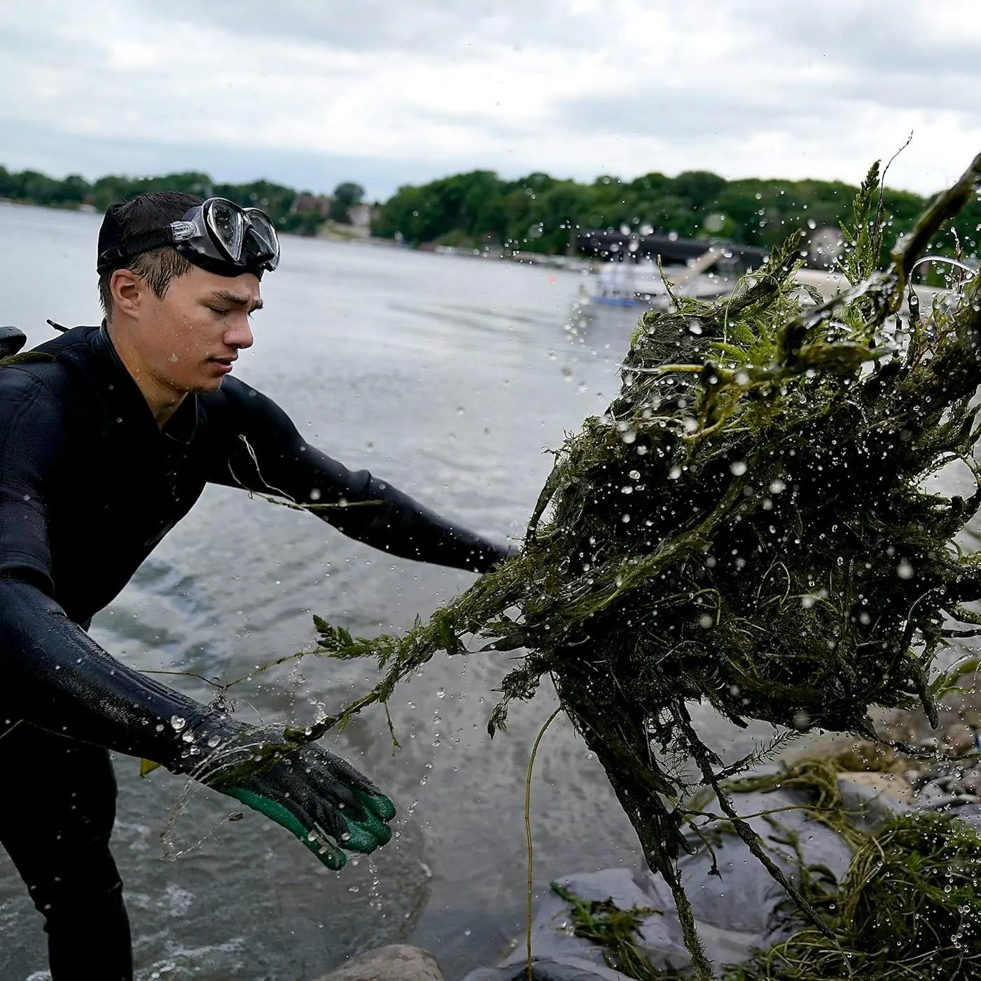 Can you eat the weeds in Minnesota lakes? episode artwork