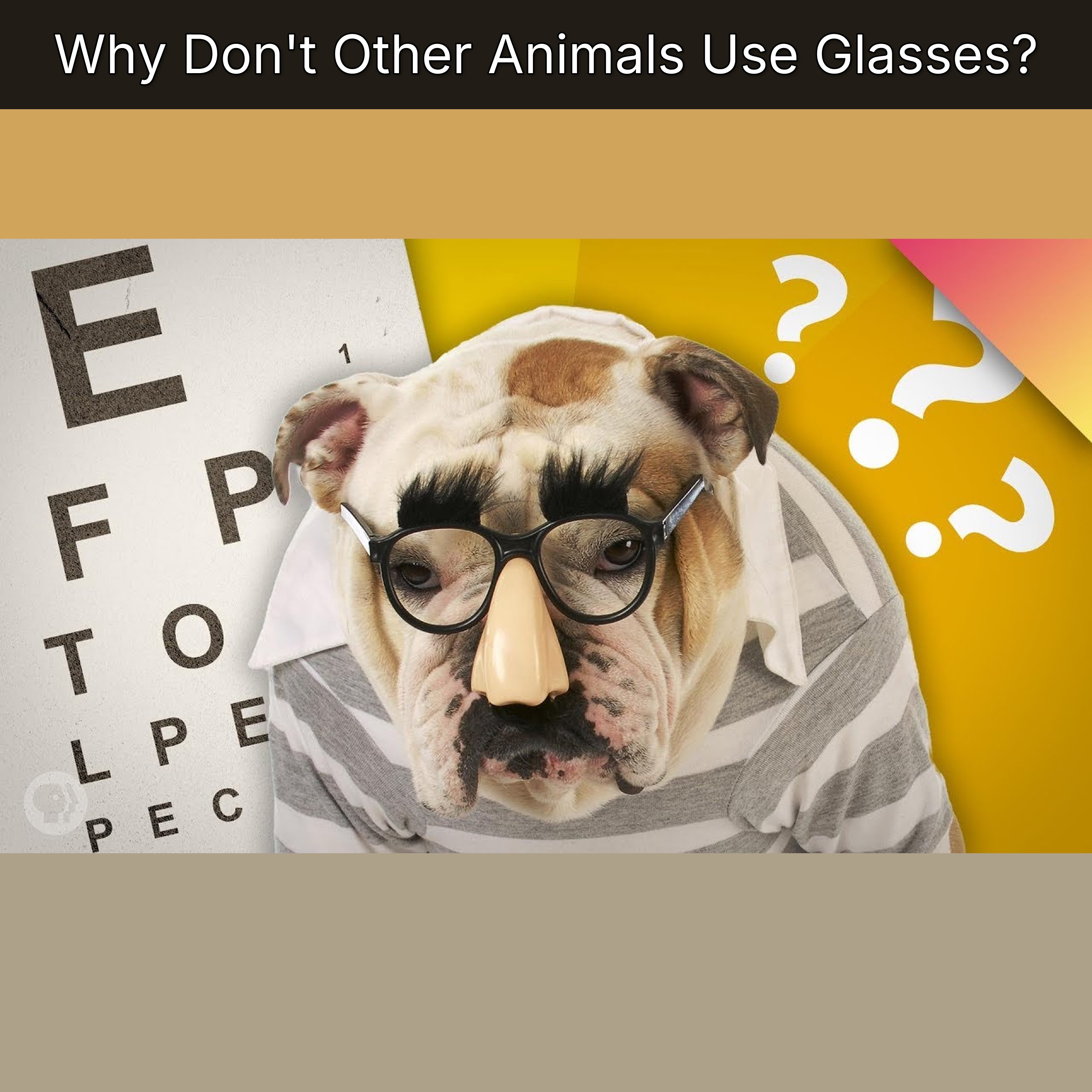 Why Don't Other Animals Use Glasses? episode artwork