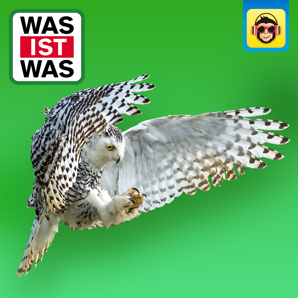 Eulen - Jäger mit Supersinnen