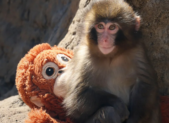 Punch the Snow Monkey: Japan’s Winter Survivor (Re-Release)