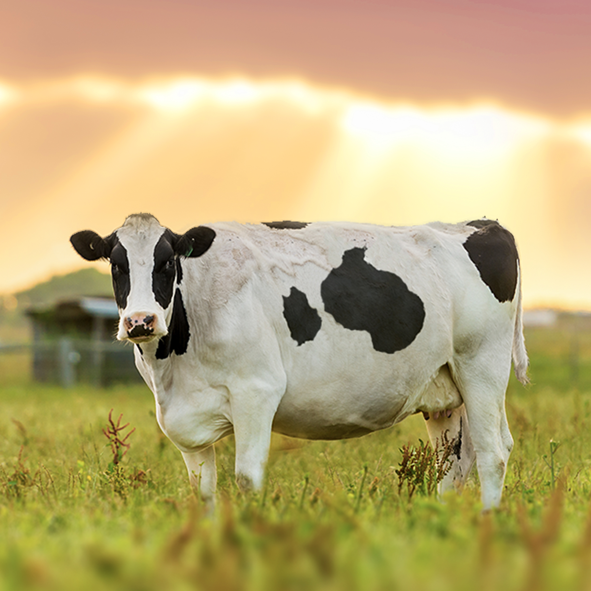 Thumbnail for "Echo of the Hum".