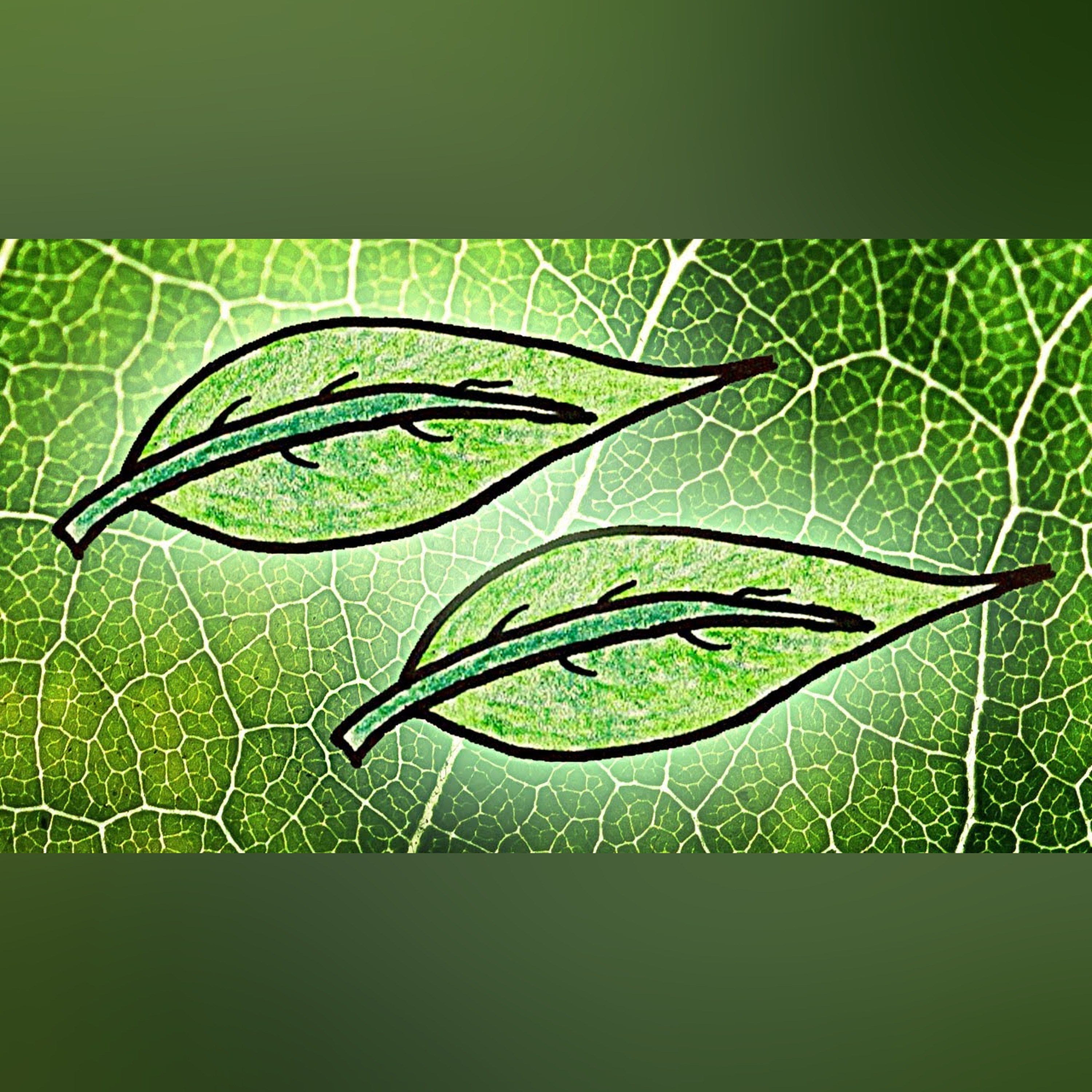 Why Are Leaves Green? Part 2