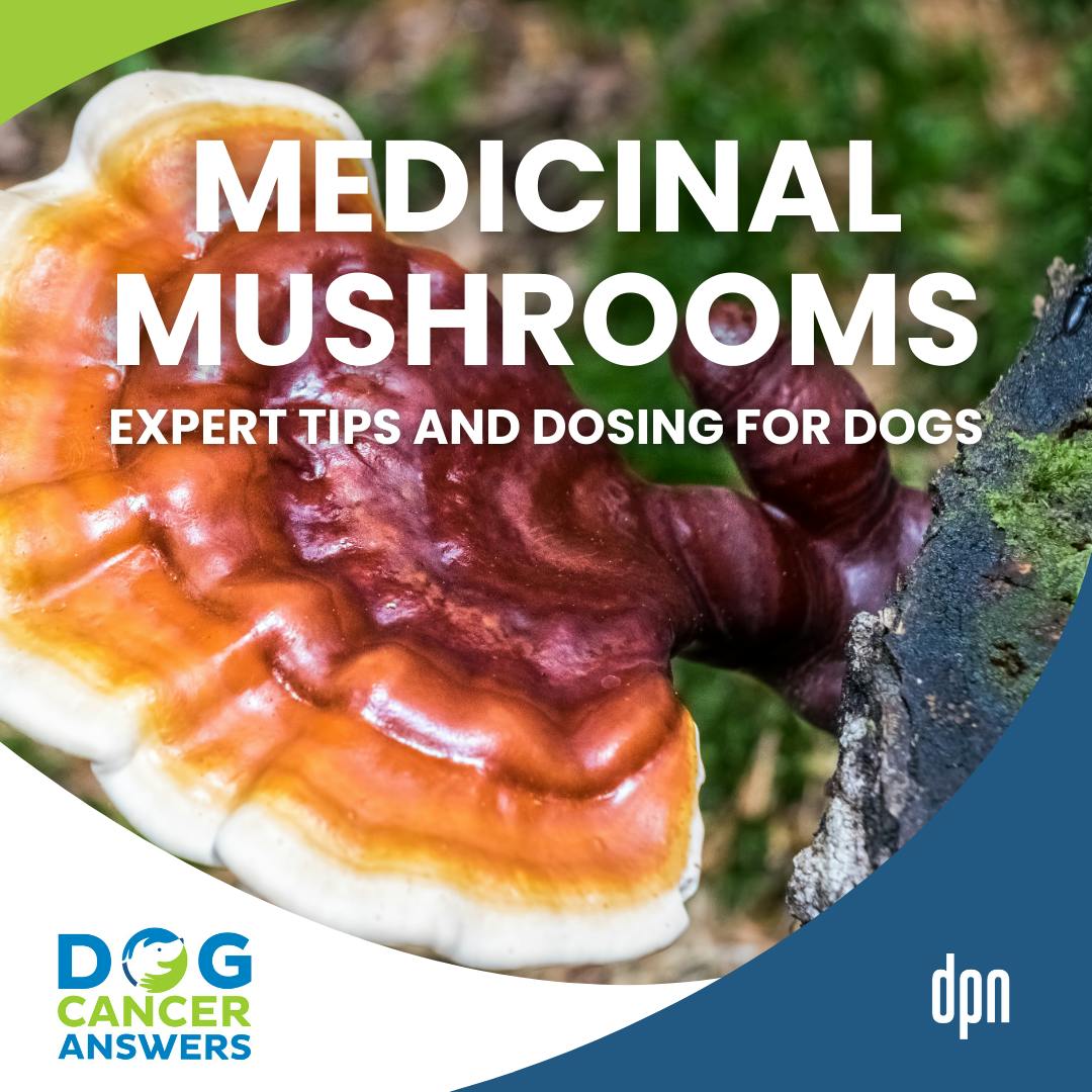 Can Dogs Eat Mushrooms? Expert Tips Plus Dosing! | Dr. Robert Silver #289 Can Dogs Eat Mushrooms? Expert Tips Plus Dosing! | Dr. Robert Silver #289