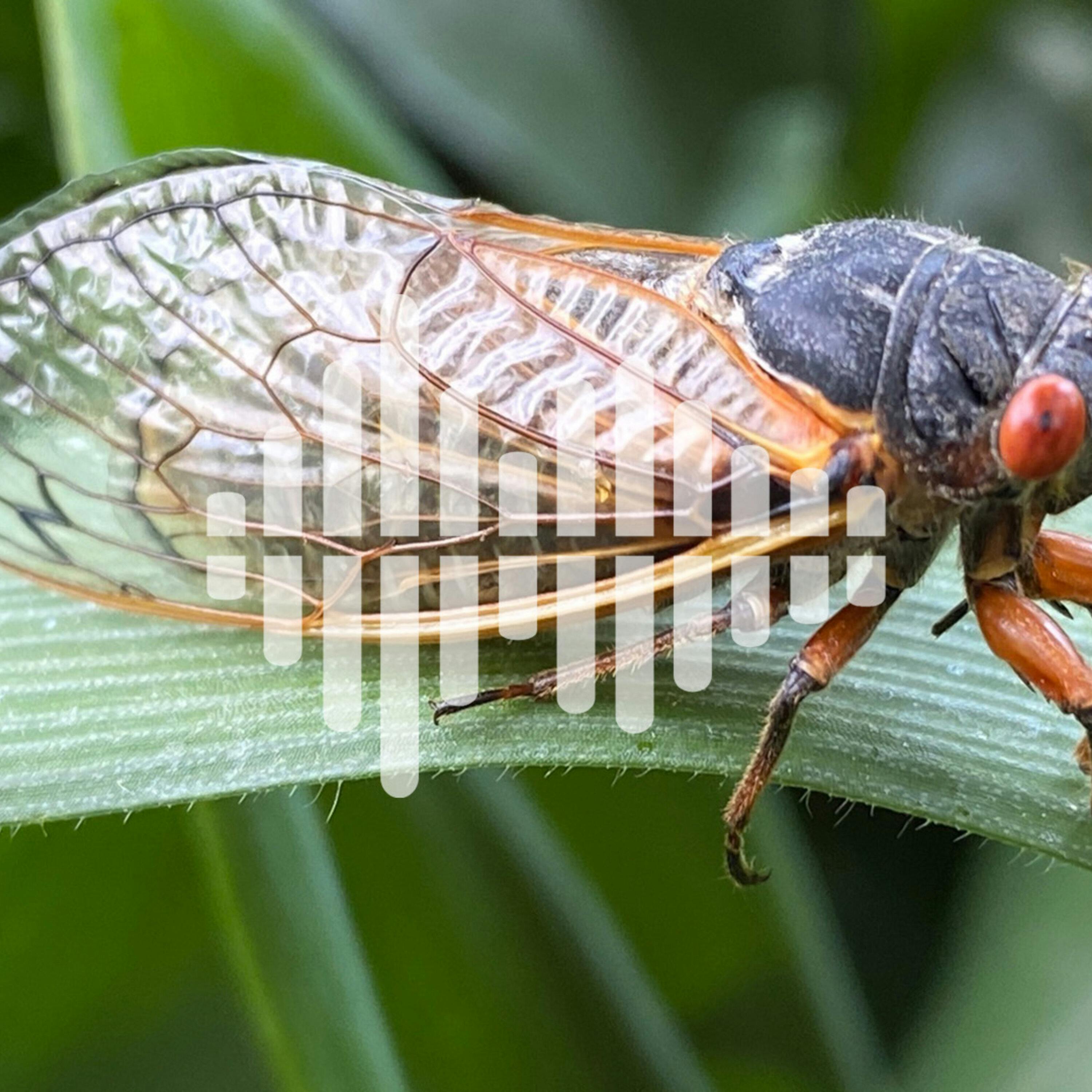 Cicada citizen science, and expanding the genetic code