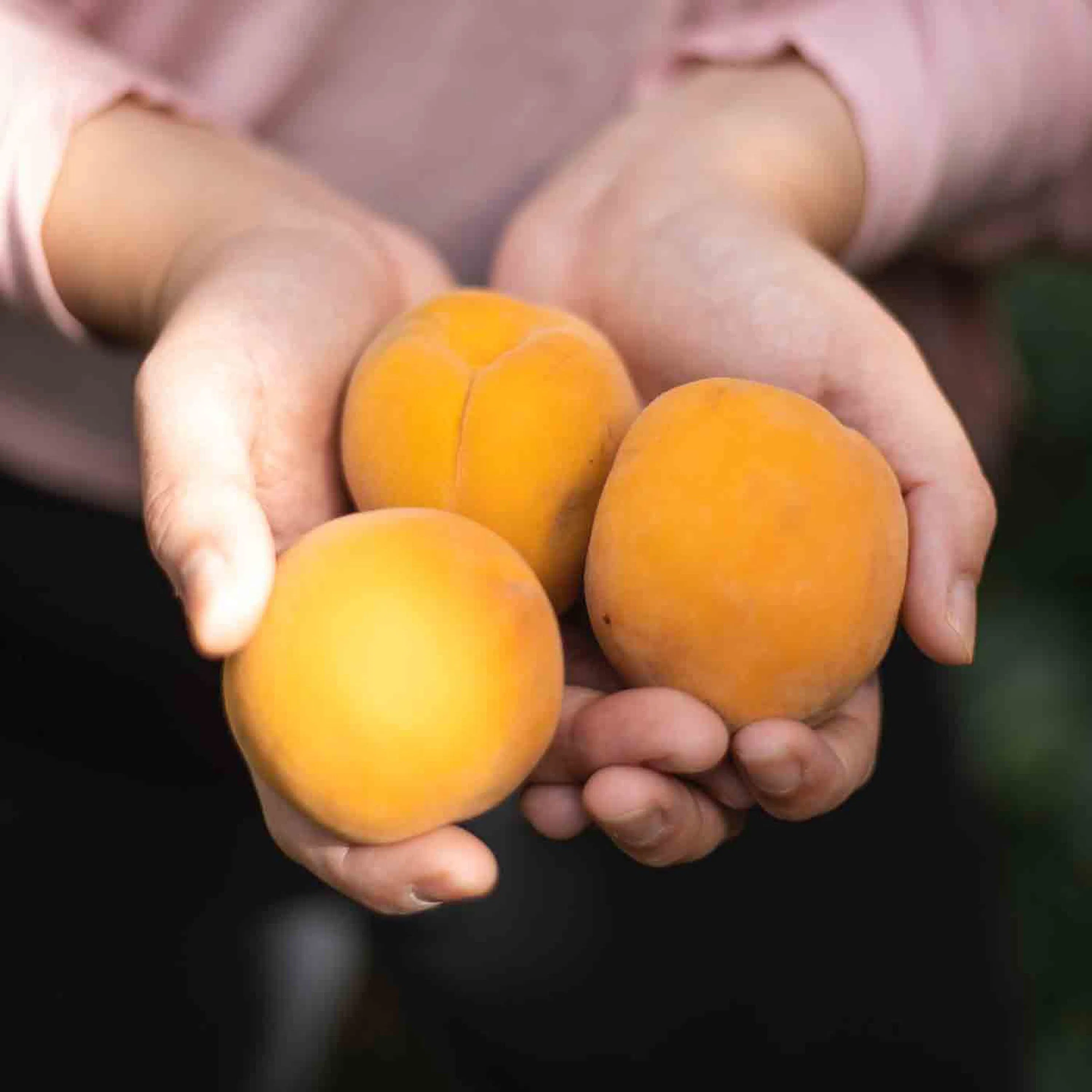 Qu’est-ce que le label” zéro résidu de pesticides” ?