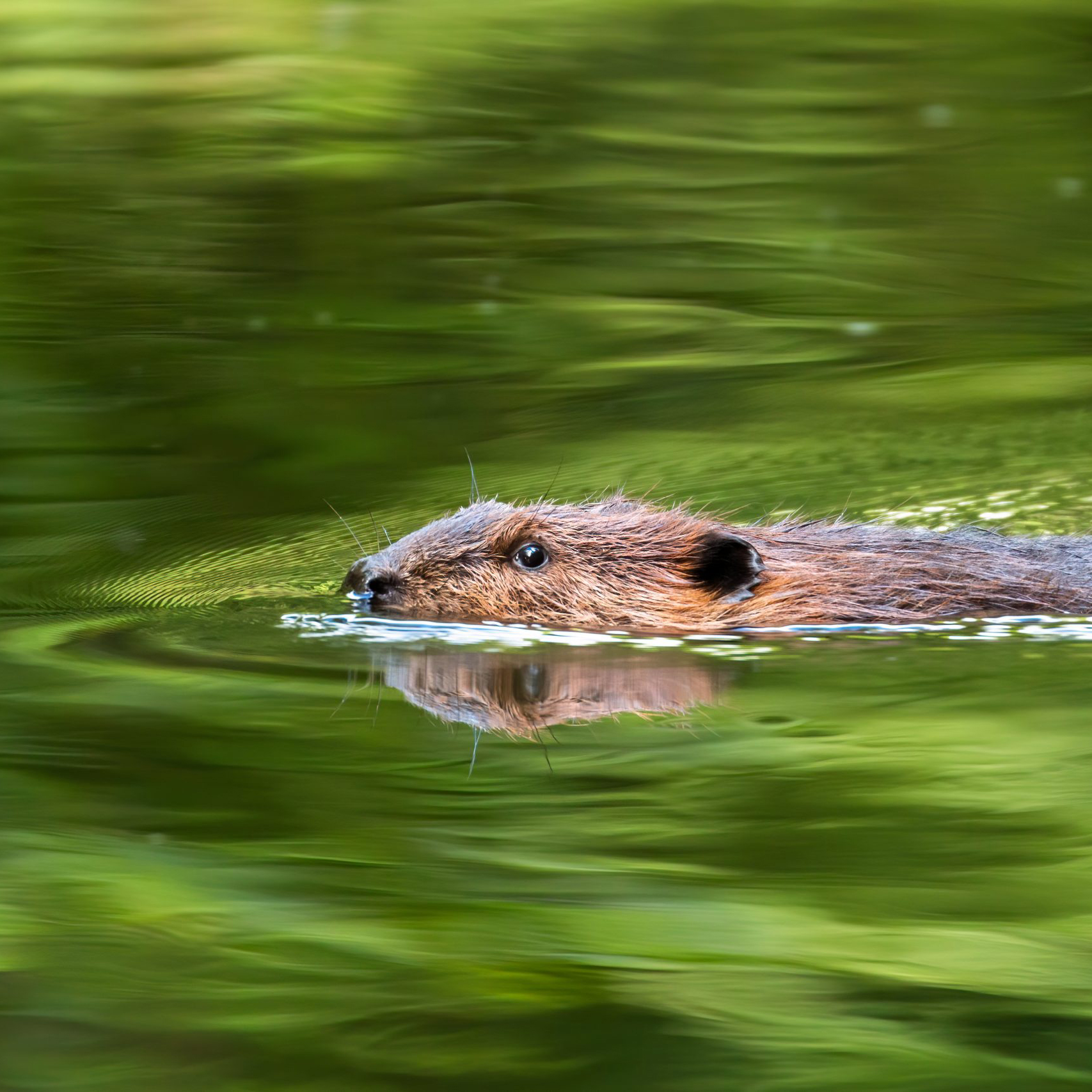Beaver Believers: How to Restore Planet Water | Kate Lundquist & Brock Dolman