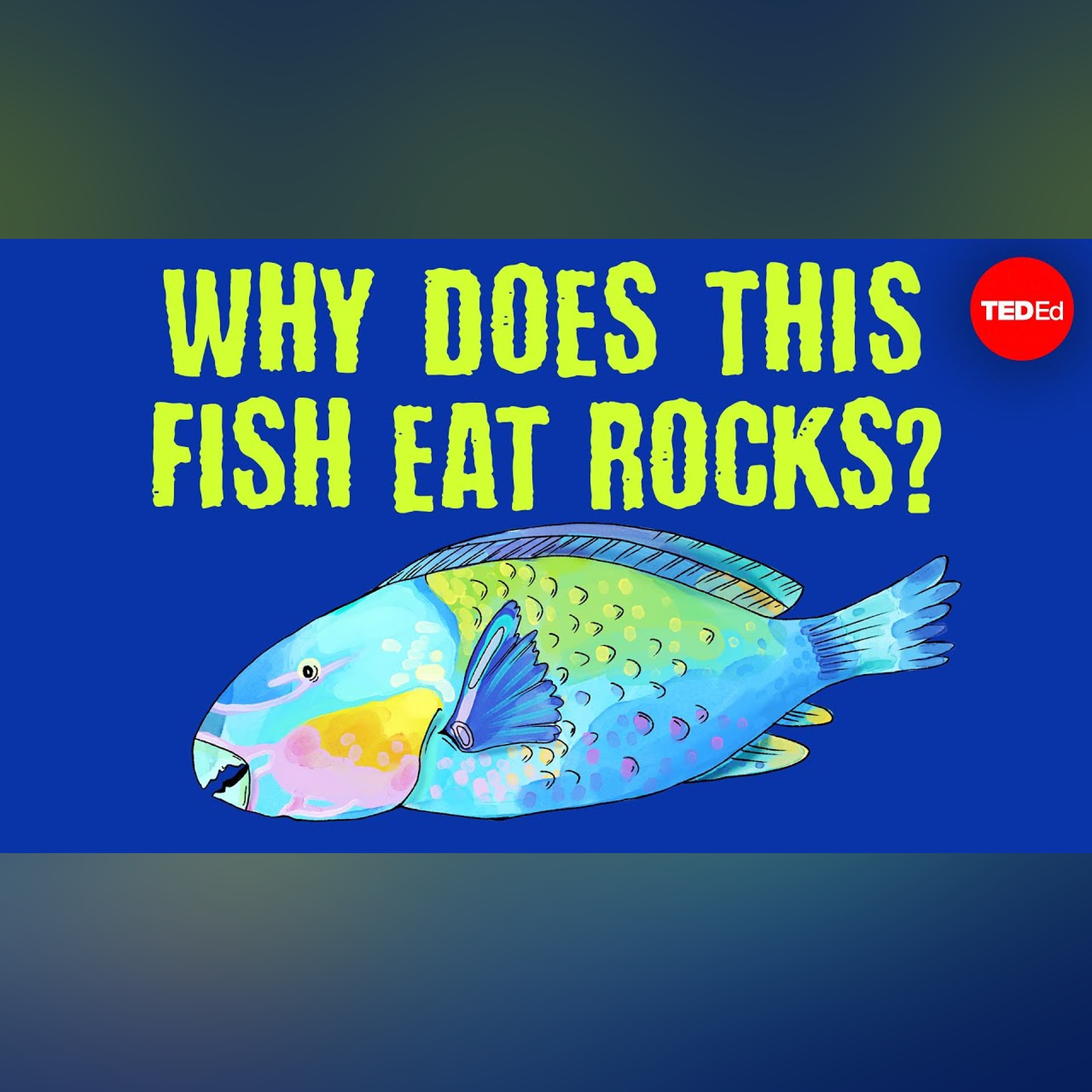 The big-beaked, rock-munching fish that protect coral reefs - Mike Gil