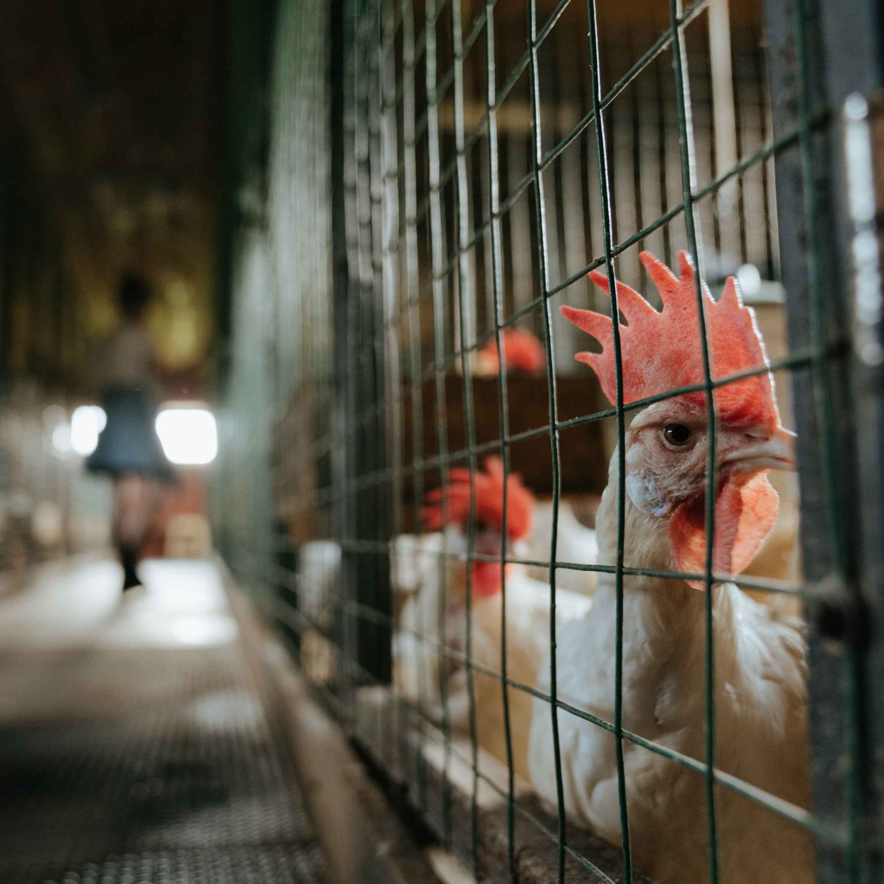 The Chicken of Tomorrow