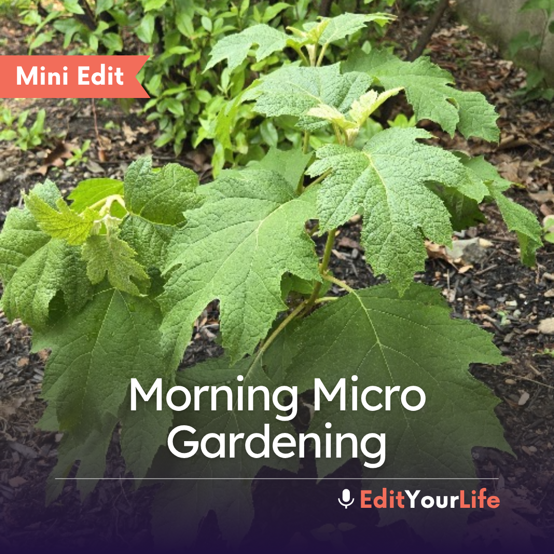 Mini Edit: Morning Micro Gardening episode artwork