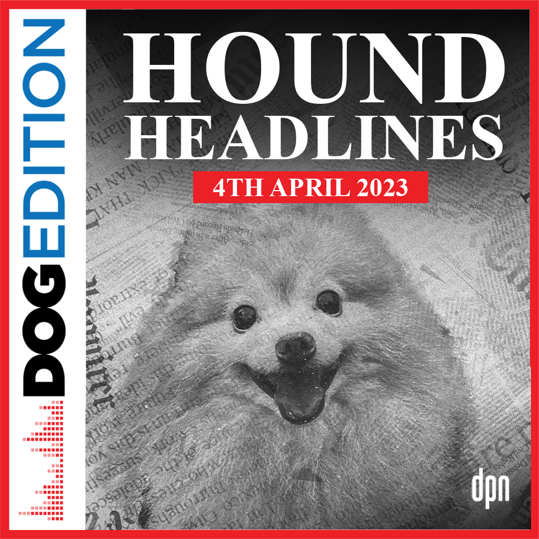 Hound Headlines 4/4/23 | Dog Edition #90
