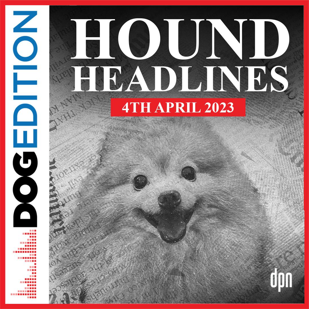 Hound Headlines 4/4/23 | Dog Edition #90 Hound Headlines 4/4/23 | Dog Edition #90