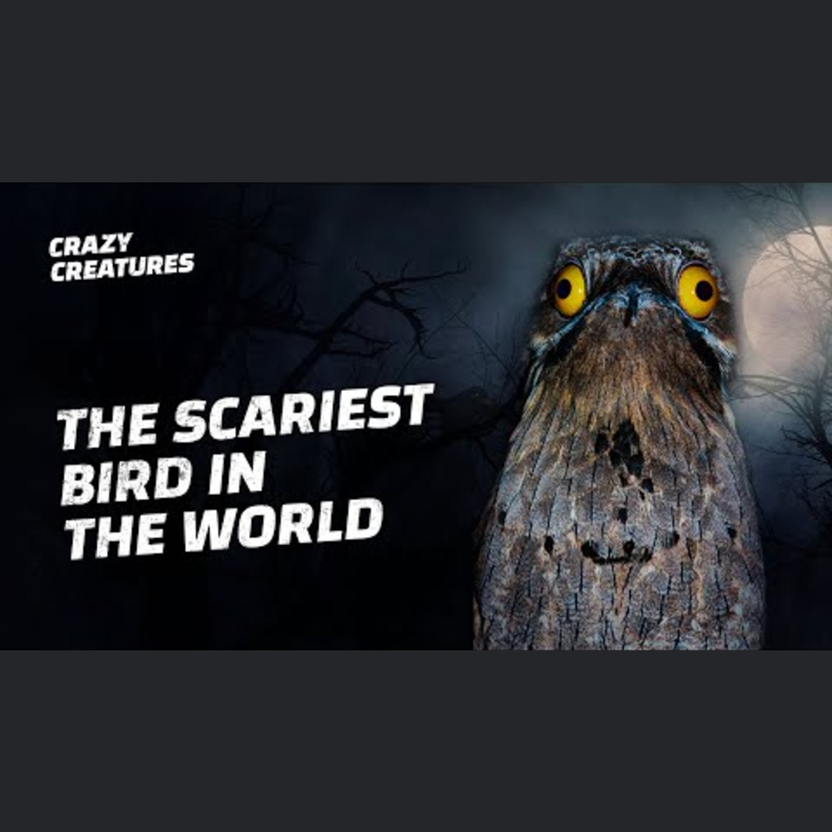 Terrifying Creatures That Haunt the Night episode artwork