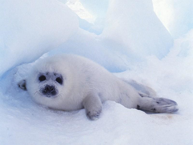 Freshwater Baikal Seal