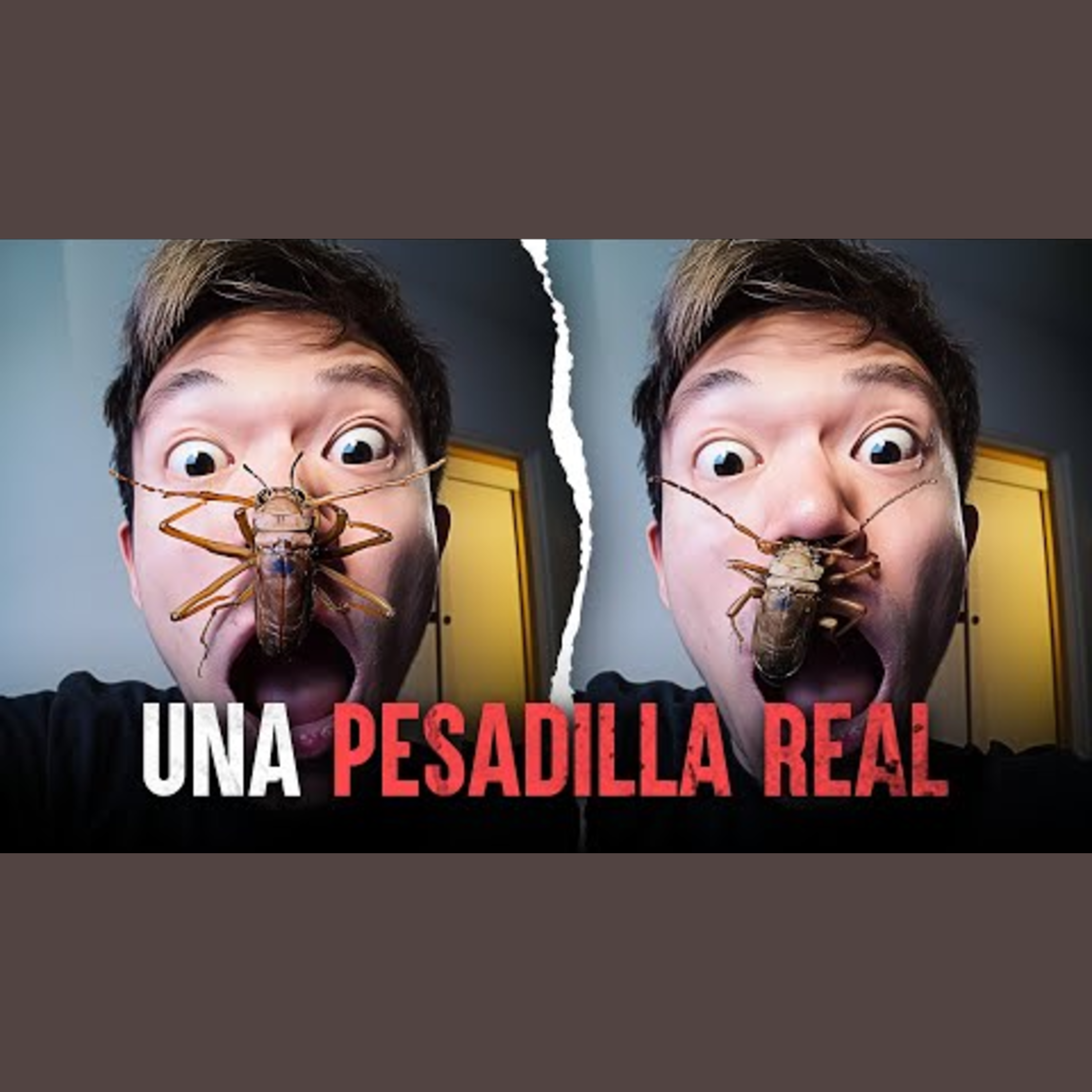 Insectos gigantes que NO creerías que existen en Asia episode artwork