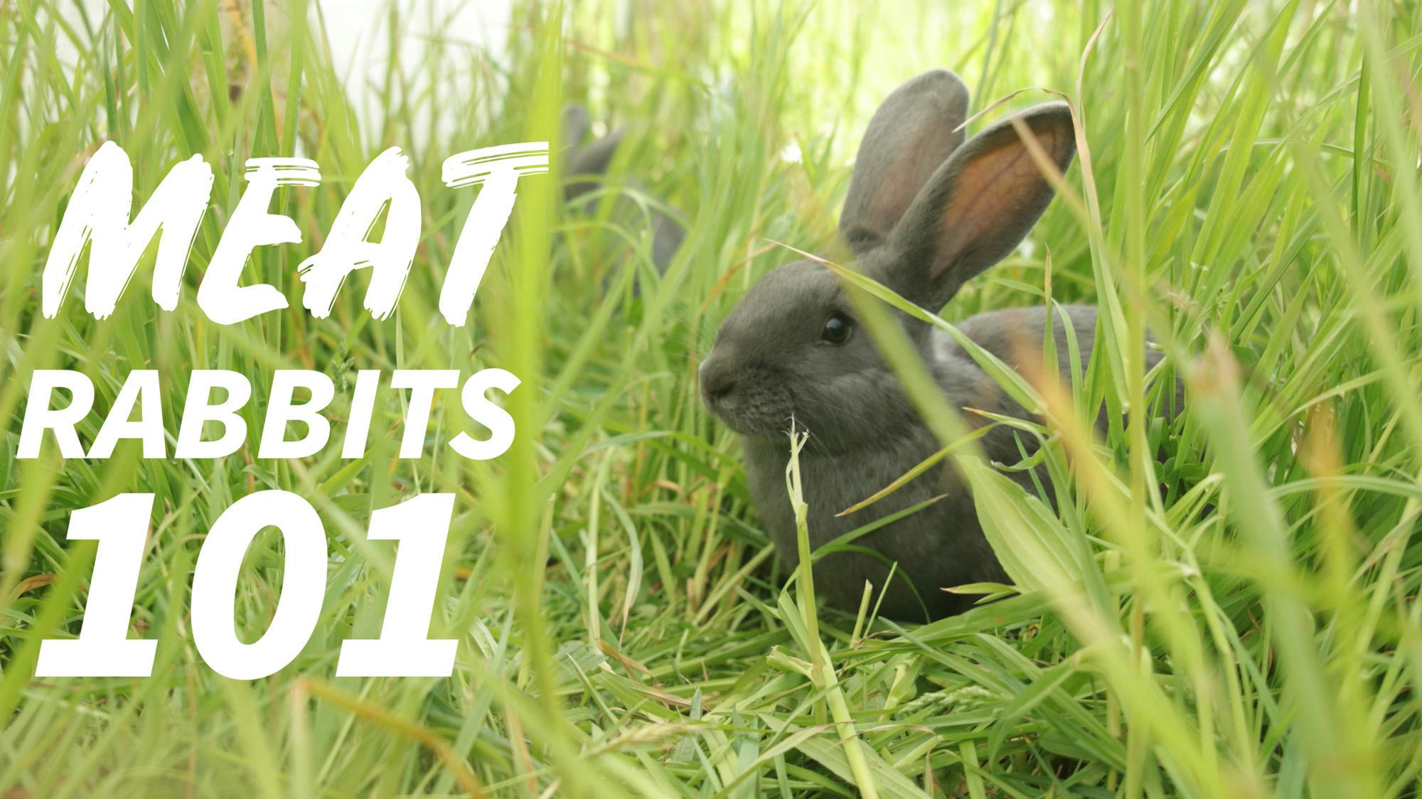 Meat Rabbits 101