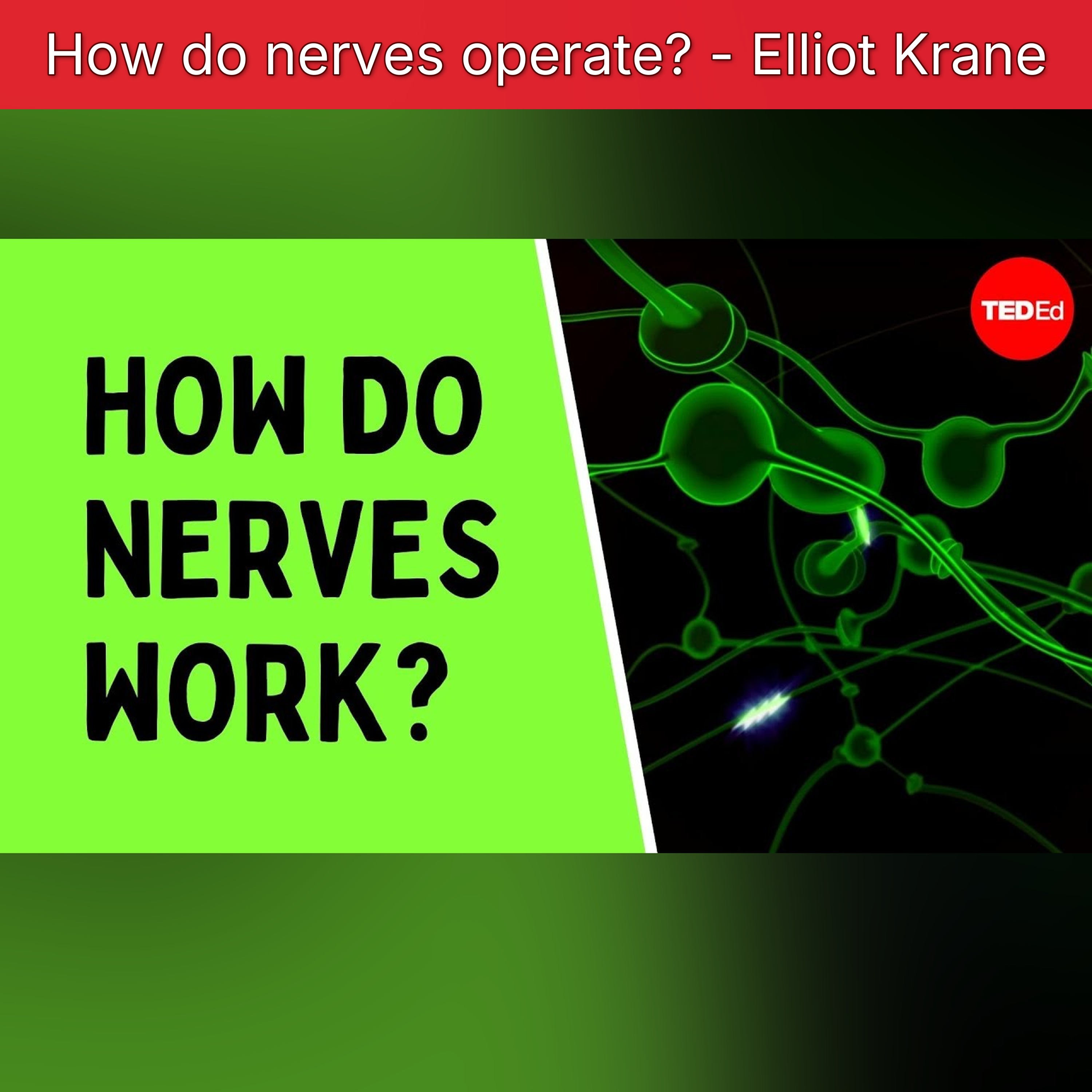How do nerves operate? - Elliot Krane episode artwork