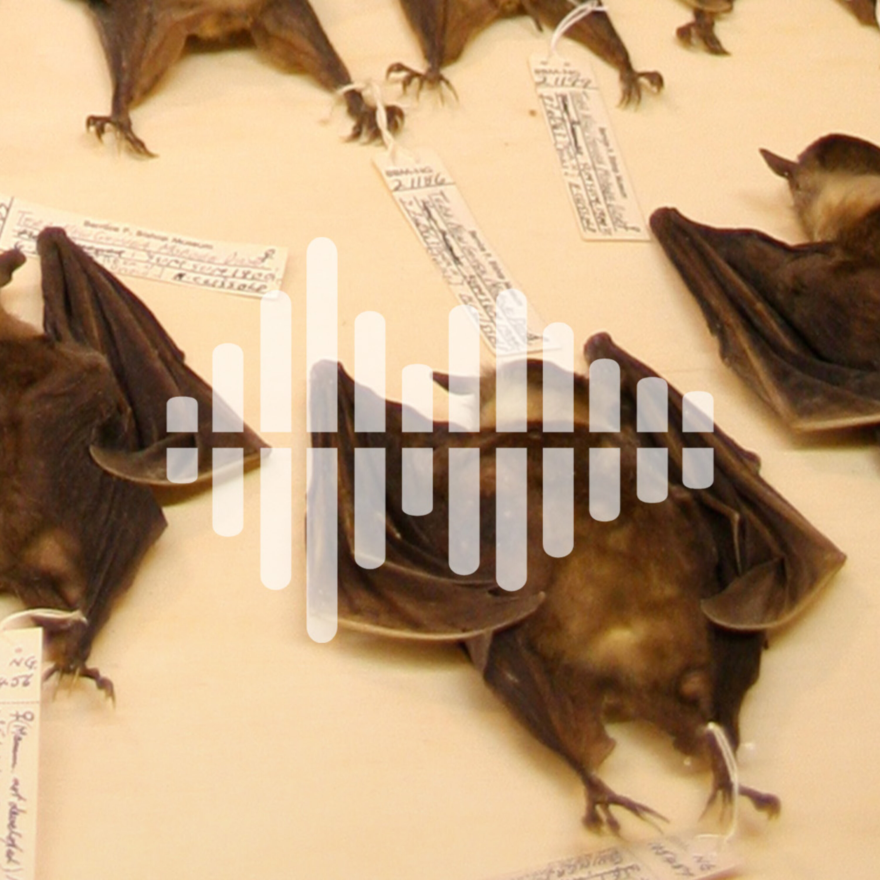 Fighting outbreaks with museum collections, and making mice hallucinate