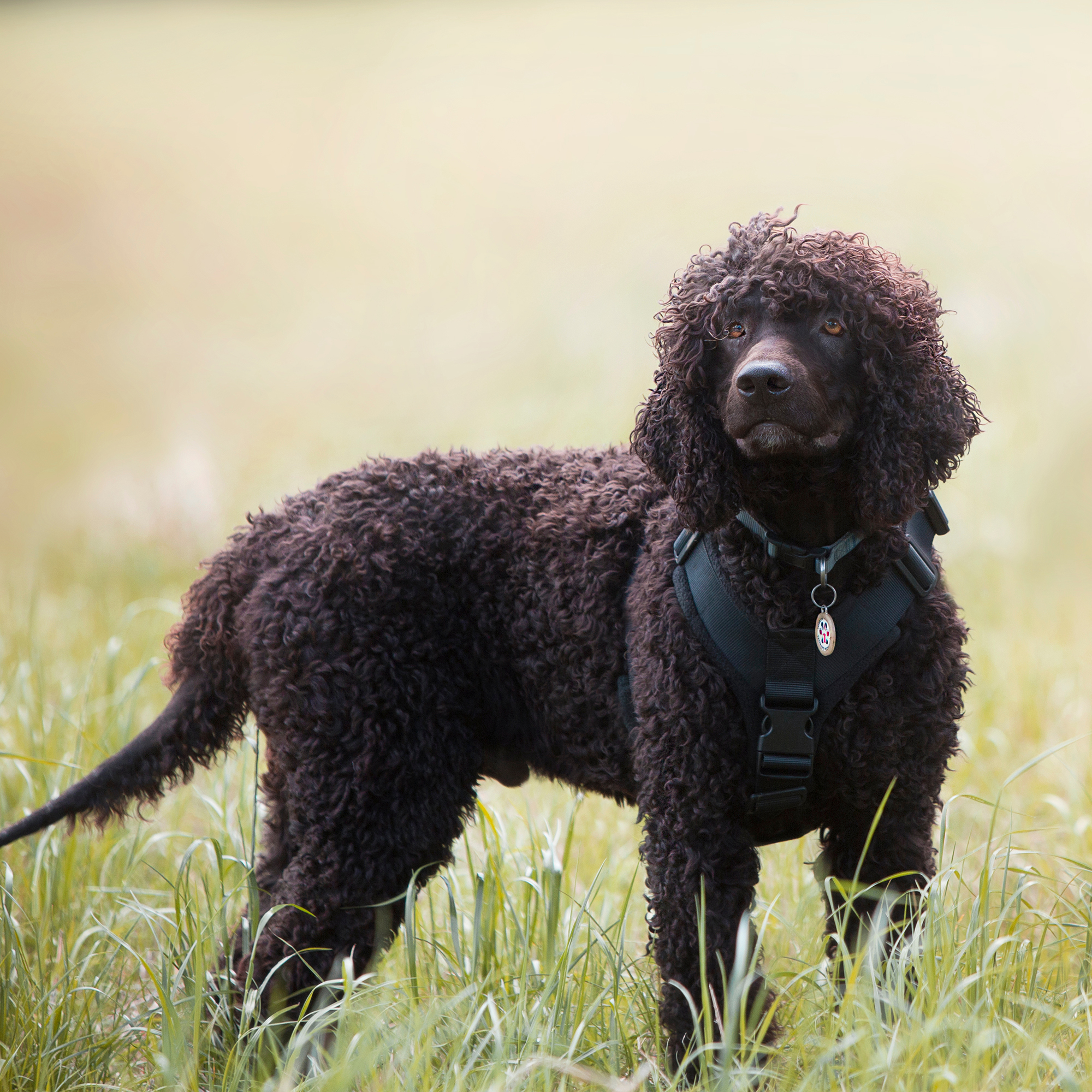 Thumbnail for "Irish Water Spaniel".