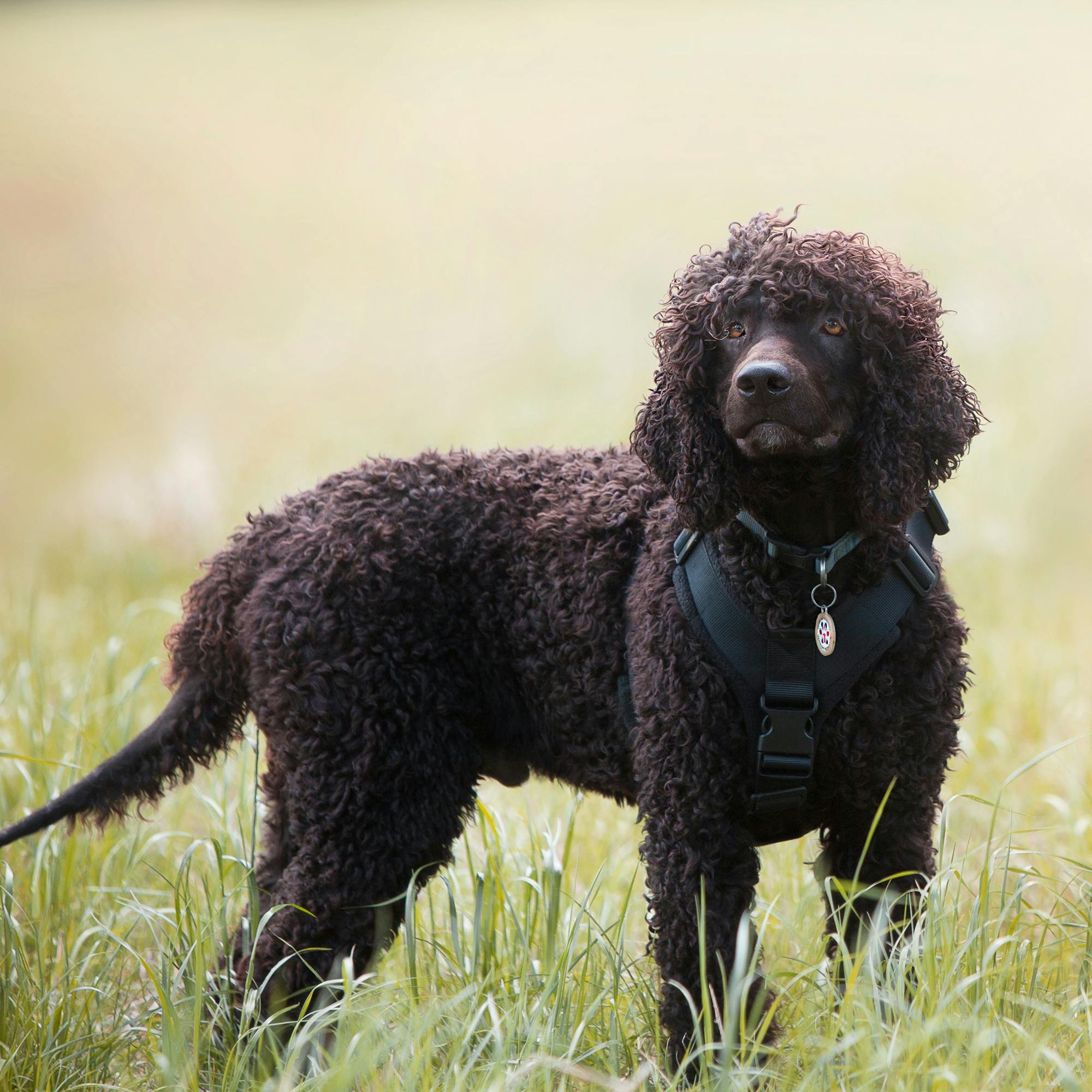 Thumbnail for "Irish Water Spaniel". Thumbnail for "Irish Water Spaniel".