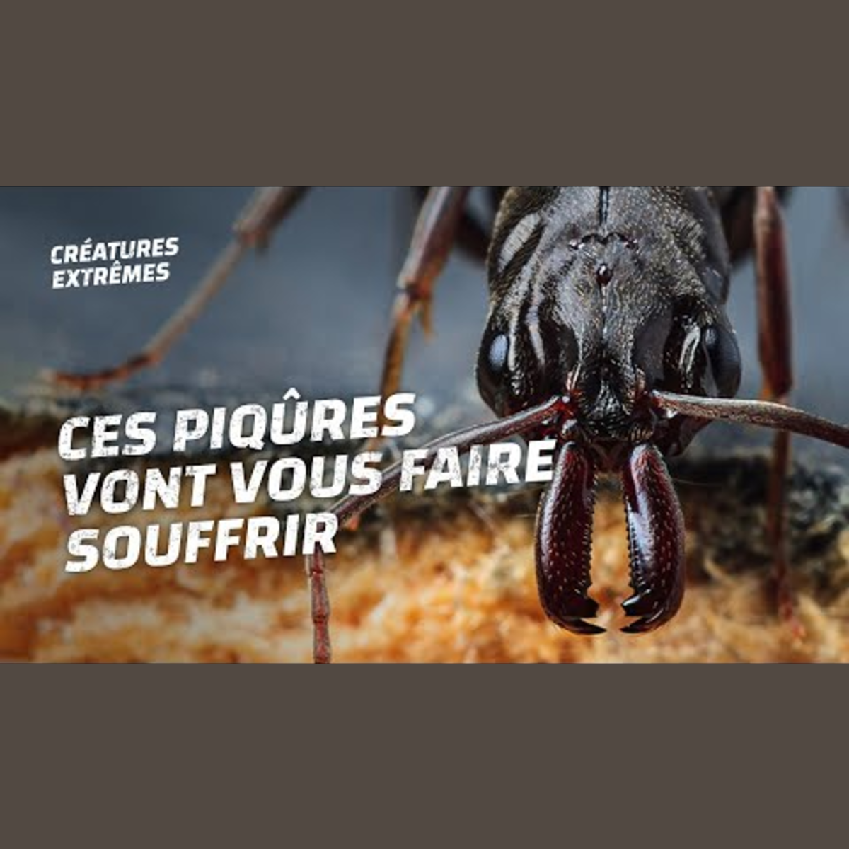 Top 5 des piqûres d'insectes les plus douloureuses