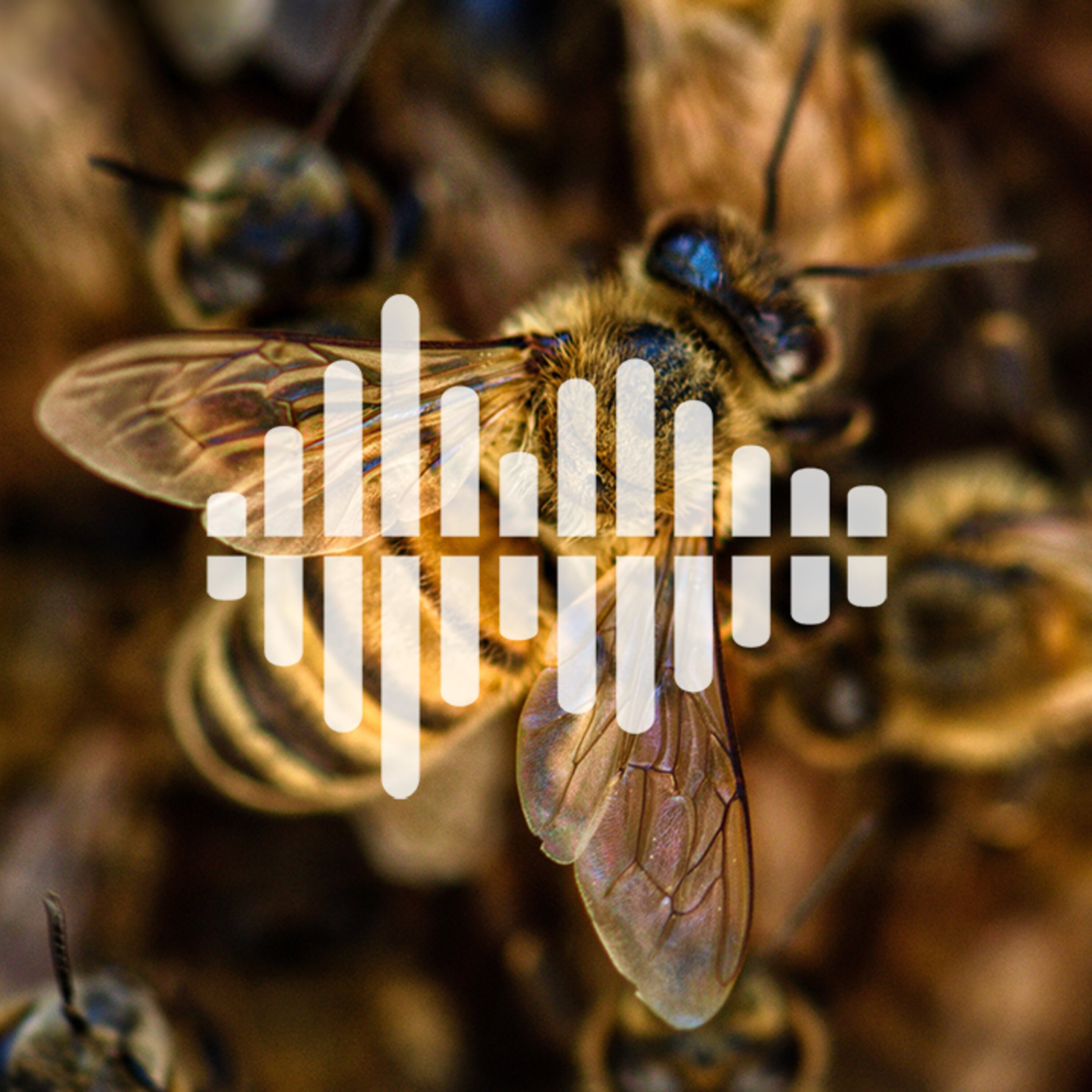 Social insects as models for aging, and crew conflict on long space missions