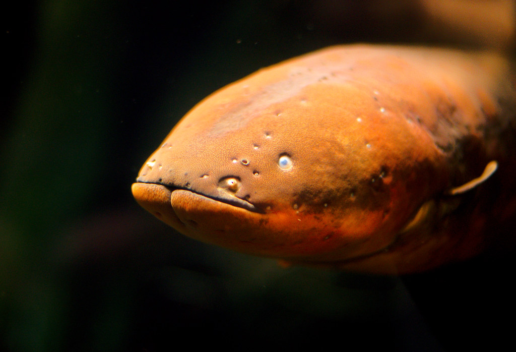 Shocking Wonders: The Electric Eel