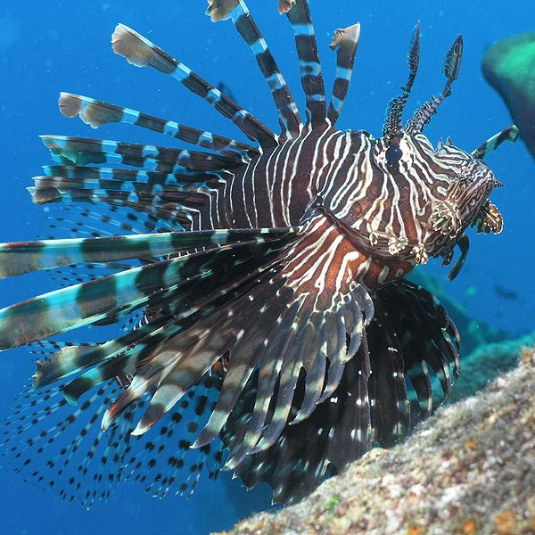 Wild Fish and Game Podcast