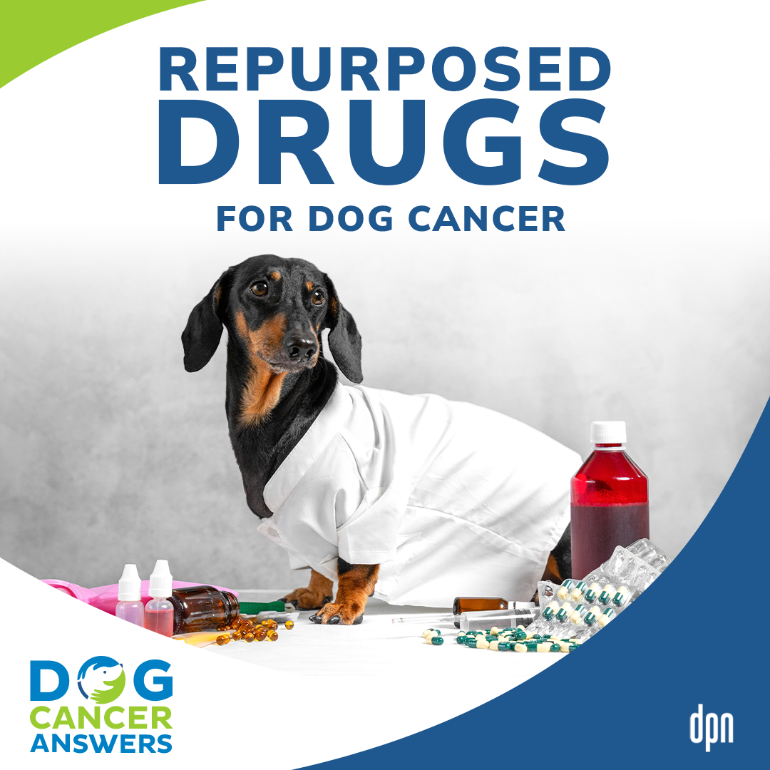 Repurposed Drugs for Cancer (Mast Cell Tumors) in Dogs | Dr. Lauren Barrow #228