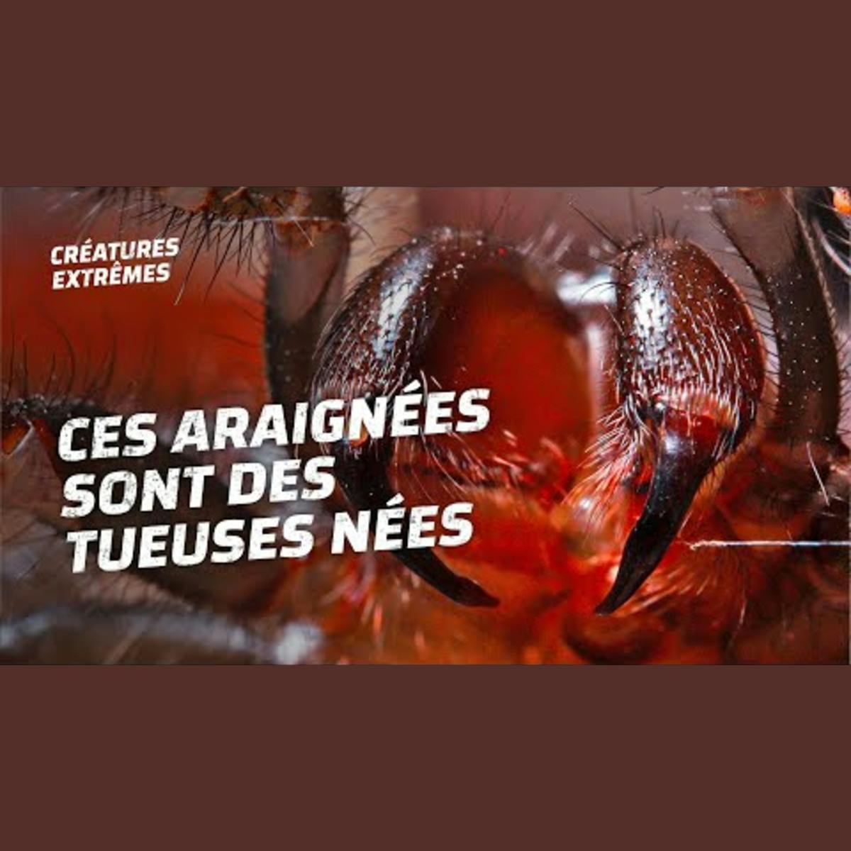 Veuve noire VS araignées à toile-entonnoir : attention danger Veuve noire VS araignées à toile-entonnoir : attention danger